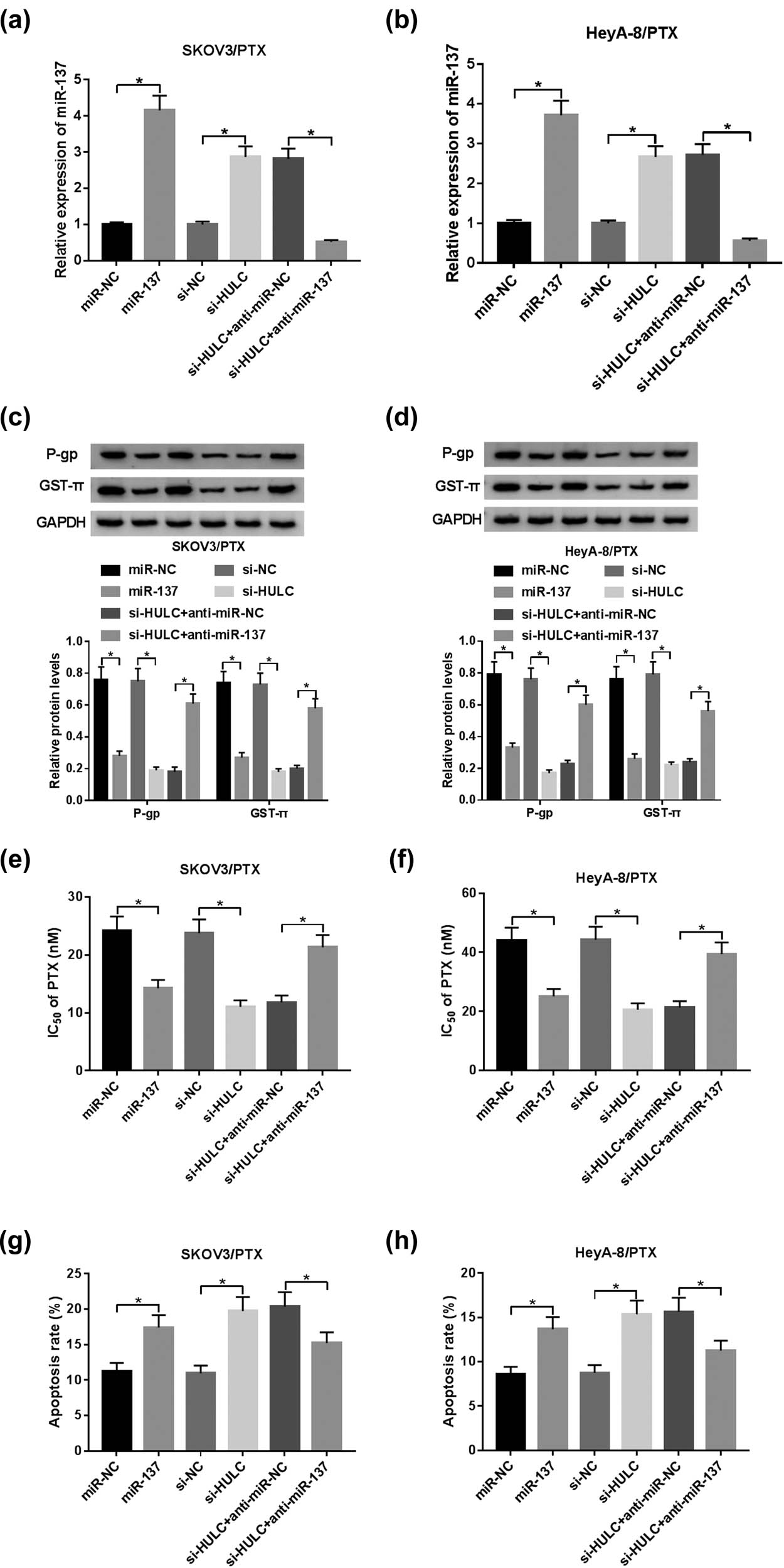 Figure 4 
                  HULC depletion enhanced PTX sensitivity by negatively regulating miR-137 in PTX-resistant OC cells. The SKOV3/PTX and HeyA-8/PTX cells were transfected with miR-NC, miR-137, si-NC, si-HULC, si-HULC + anti-miR-NC, or si-HULC + anti-miR-137, respectively. (a and b) The expression level of miR-137 in transfected SKOV3/PTX (a) and HeyA-8/PTX (b) cells was measured by qRT-PCR. (c and d) The protein levels of P-gp and GST-π in transfected SKOV3/PTX (c) and HeyA-8/PTX (d) cells were detected by western blot. (e and f) IC50 values of transfected SKOV3/PTX (e) and HeyA-8/PTX (f) cells against PTX were calculated by MTT assay. (g and h) The apoptosis rate of transfected SKOV3/PTX (g) and HeyA-8/PTX (h) cells was evaluated by flow cytometry assay. *P < 0.05.
               