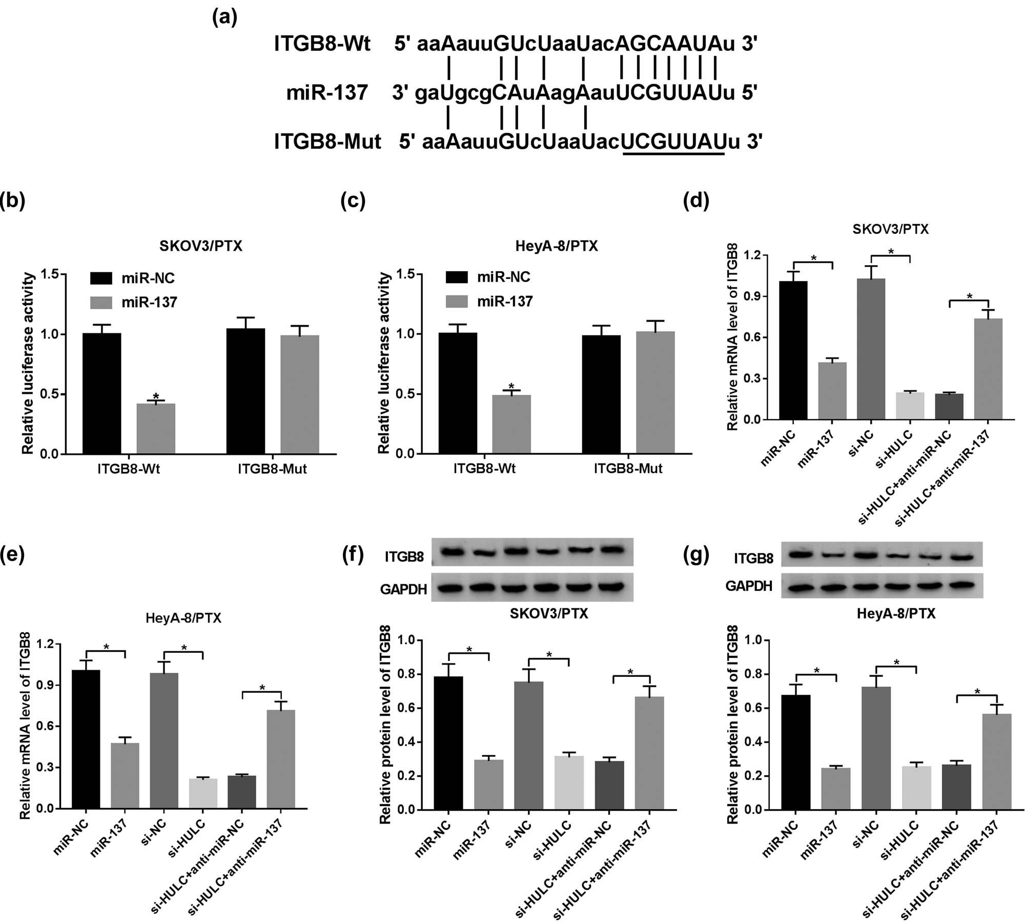 Figure 5 
                  HULC upregulated ITGB8 expression by negatively interacting with miR-137 in PTX-resistant OC cells. (a) The complementary binding sites of miR-137 in ITGB 3′-UTR sequence. (b and c) SKOV3/PTX and HeyA-8/PTX cells were co-transfected with luciferase reporter ITGB-Wt or ITGB-Mut and miR-137 or miR-NC. And the luciferase activities of transfected SKOV3/PTX (b) and HeyA-8/PTX (c) cells were evaluated by dual luciferase reporter assay. (d–g) The SKOV3/PTX and HeyA-8/PTX cells were transfected with miR-NC, miR-137, si-NC, si-HULC, si- HULC + anti-miR-NC, or si-HULC + anti-miR-137, respectively. (d and e) The mRNA level of ITGB8 in transfected SKOV3/PTX (d) and HeyA-8/PTX (e) cells was tested by qRT-PCR. (f and g) The protein level of ITGB8 in transfected SKOV3/PTX (f) and HeyA-8/PTX (g) cells was assessed by western blot. *P < 0.05.
               
