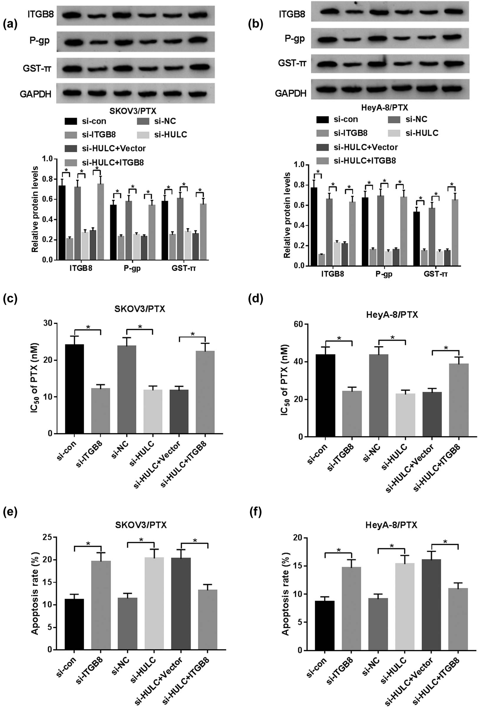 Figure 6 
                  HULC knockdown enhanced PTX sensitivity by decreasing ITGB8 expression in PTX-resistant OC cells. The SKOV3/PTX and HeyA-8/PTX cells were transfected with si-con, si-ITGB8, si-NC, si-HULC, si-HULC + Vector, or si-HULC + ITGB8, respectively. (a and b) The protein levels of ITGB8, P-gp, and GST-π in transfected SKOV3/PTX (a) and HeyA-8/PTX (b) cells were measured by western blot. (c and d) IC50 values of transfected SKOV3/PTX (c) and HeyA-8/PTX (d) cells against PTX were assessed via MTT assay. (e and f) The apoptosis rate of transfected SKOV3/PTX (e) and HeyA-8/PTX (f) cells was evaluated through flow cytometry. *P < 0.05.
               