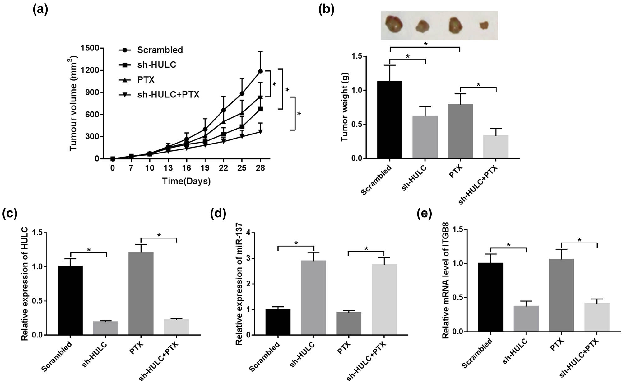 Figure 7 
                  HULC silencing enhanced PTX sensitivity of PTX-resistant OC in vivo. Stable SKOV3/PTX cells expressing sh-HULC or control shRNA (Scrambled) were subcutaneously injected into the nude mice (n = 6 per group). The mice were injected with PBS or PTX (3 mg/kg) every 3 days for 28 days. (a) Tumor volume of the xenograft tumors in different groups. (b) The weight of xenograft tumors from different groups. (c–e) The expression levels of HULC (c), miR-137 (d), and ITGB8 (e) in xenograft tumor tissues were monitored by qRT-PCR. *P < 0.05.
               