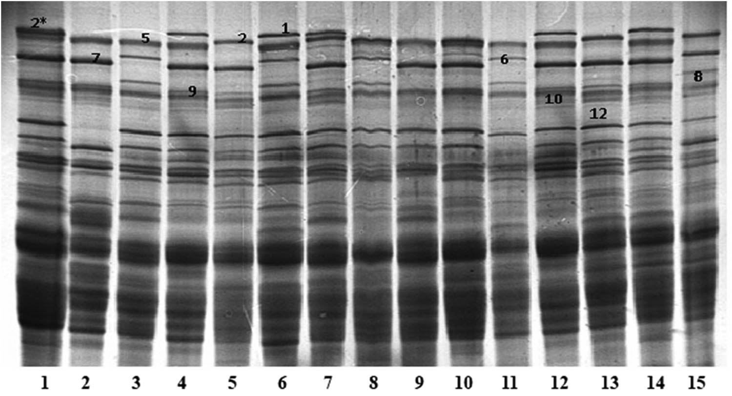 Figure 1
Electrophoretic images of dissociated HMW wheat glutenin subunits separated by SDS-PAGE. Lines: 1. Tonacja (2*/7+9/2+12), 2. Bamberka (N/7+9/5+10), 3. Ludwig (N/6+8/5+10), 4. Figura (1/7+9/5+10), 5. BZ 210801 (N/7+9/2+12), 6. Look (1/6+8/5+10), 7. Opus (1/7+9/2+12), 8. Batuta (N/6+8/5+10), 9. SZD 96 (N/7+9/5+10), 10. SMH 8063 (2*/7+9/5+10), 11. Discus (N/6+8/5+10), 12. Akteur (1/7+9/5+10), 13. Skagen (N/7+9/2+12), 14. KWS Ozon (1/7+9/5+10), 15. Bagou (N/6+8/2+12).