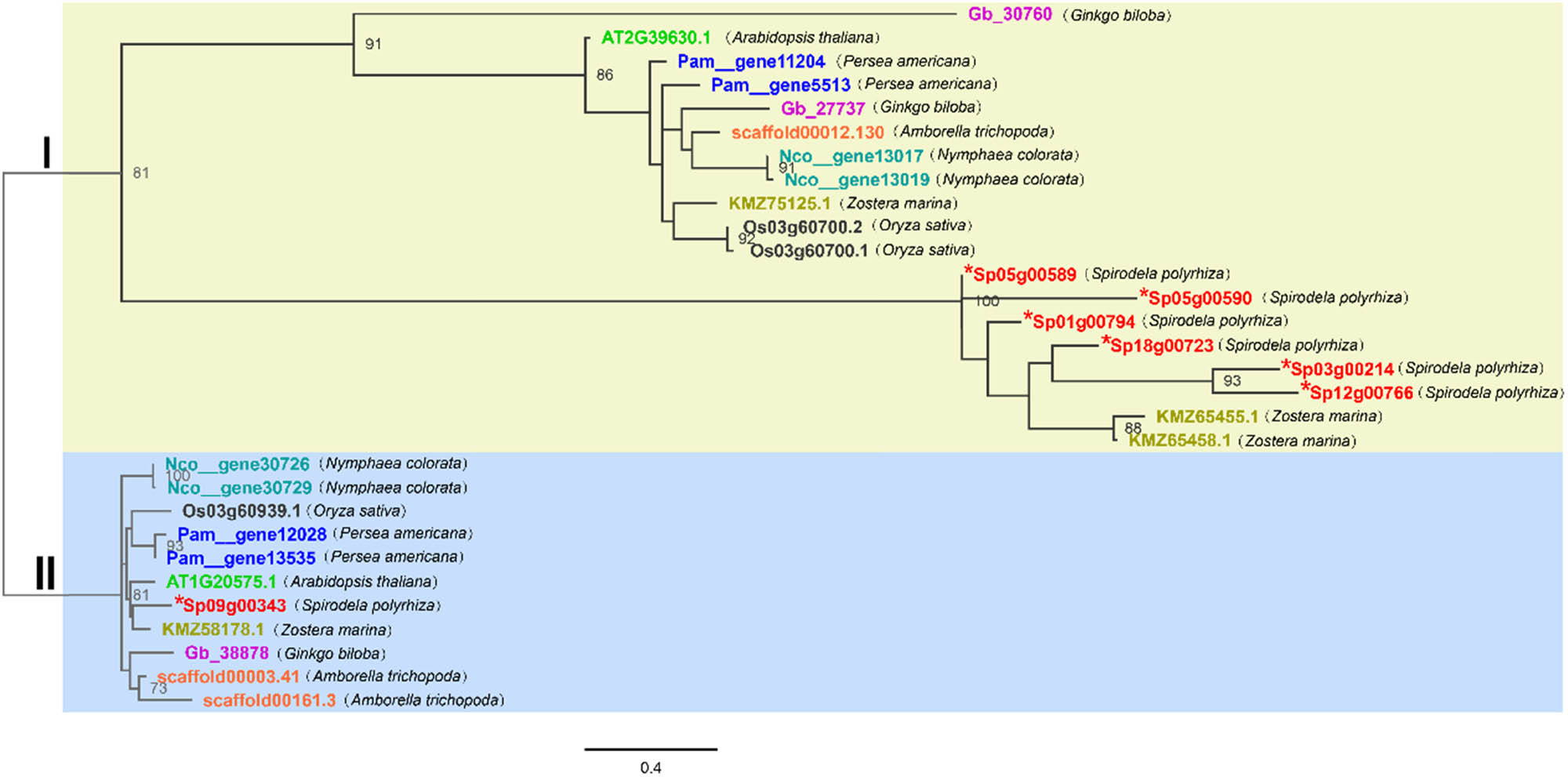 Figure 1 
                  Phylogenetic relationships of GT2 genes in different plants. Maximum likelihood phylogeny was used. The tree was constructed using PhyML with 1,000 bootstrap replicates. The numbers beside the nodes indicate the bootstrap values for every 100 replicates. The scale shows the genetic variation for the length of the scale: The value of 0.4 represents a 40% difference between the two sequences. In this study, two Arabidopsis thaliana, three Ginkgo biloba, three Oryza sativa, seven Spirodela polyrhiza, three Amborella trichopoda, four Persea americana, four Nymphaea tetragona, four Zostera marina, and a total of 30 full-length peptide sequences were identified and analyzed. The genes of different species are shown in different colors. The scales measure the evolutionary distance in substitutions per amino acid. Sequences were aligned using MUSCLE. The tip labels show gene names: gene name prefix letters represent different species: Gb ginkgo biloba, AT Arabidopsis thaliana, Pam Persea americana, scaffold Amborella trichopoda, Nco Nymphaea tetragona, KMZ Zostera marina, Os Oryza sativa, and Sp Spirodela polyrhiza. * indicates Spirodela polyrhiza GT2.
               