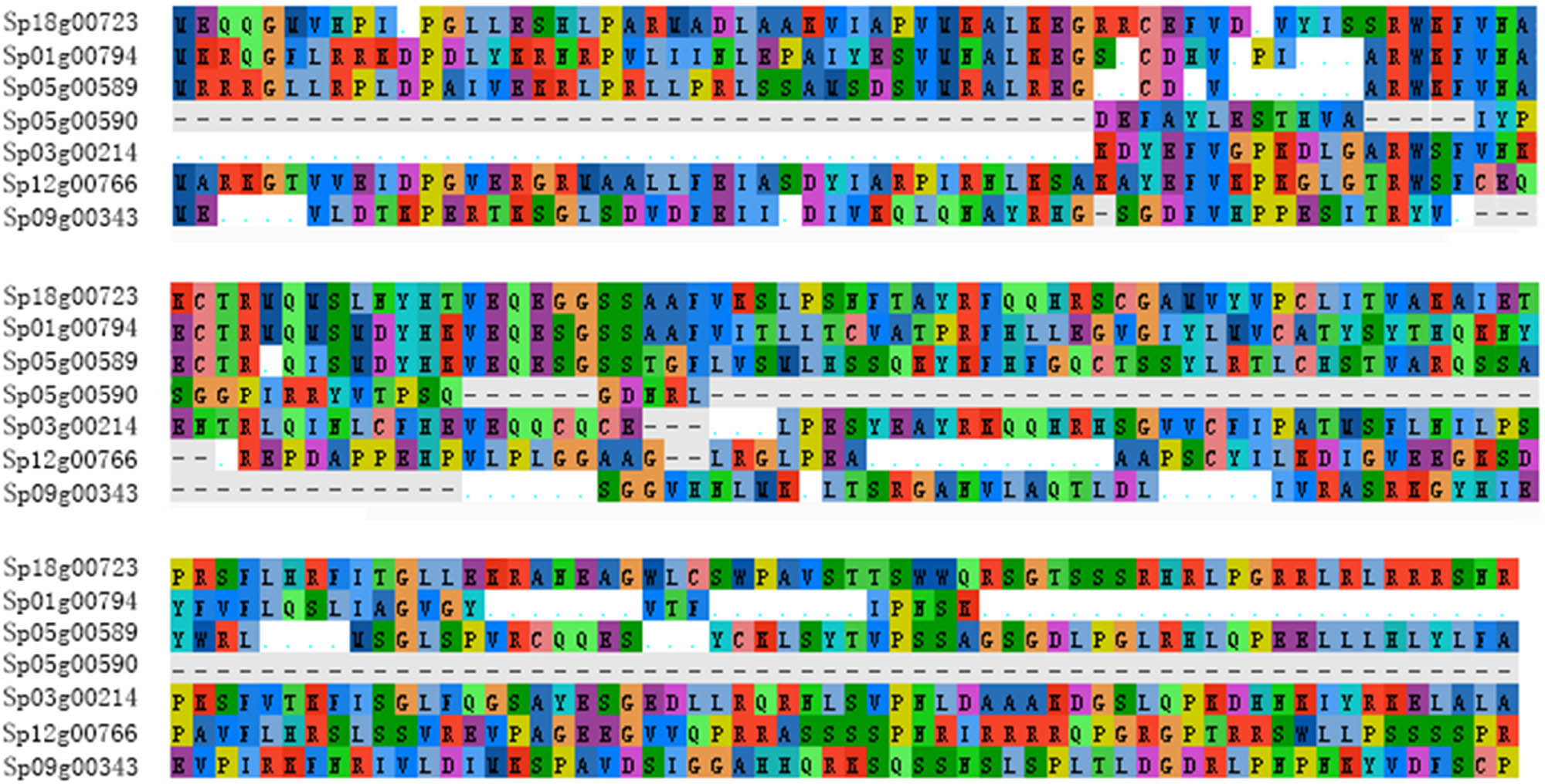 Figure 2 
                  Multiple sequence alignment of the seven GT2 genes in Spirodela polyrhiza. Alignment of the deduced amino acid sequences of Sp18g00723, Sp01g00794, Sp03g00214, Sp12g00766, Sp05g00589, Sp05g00590, and Sp09g00343 by using Mega software. Different letters and colors denote different amino acids.
               