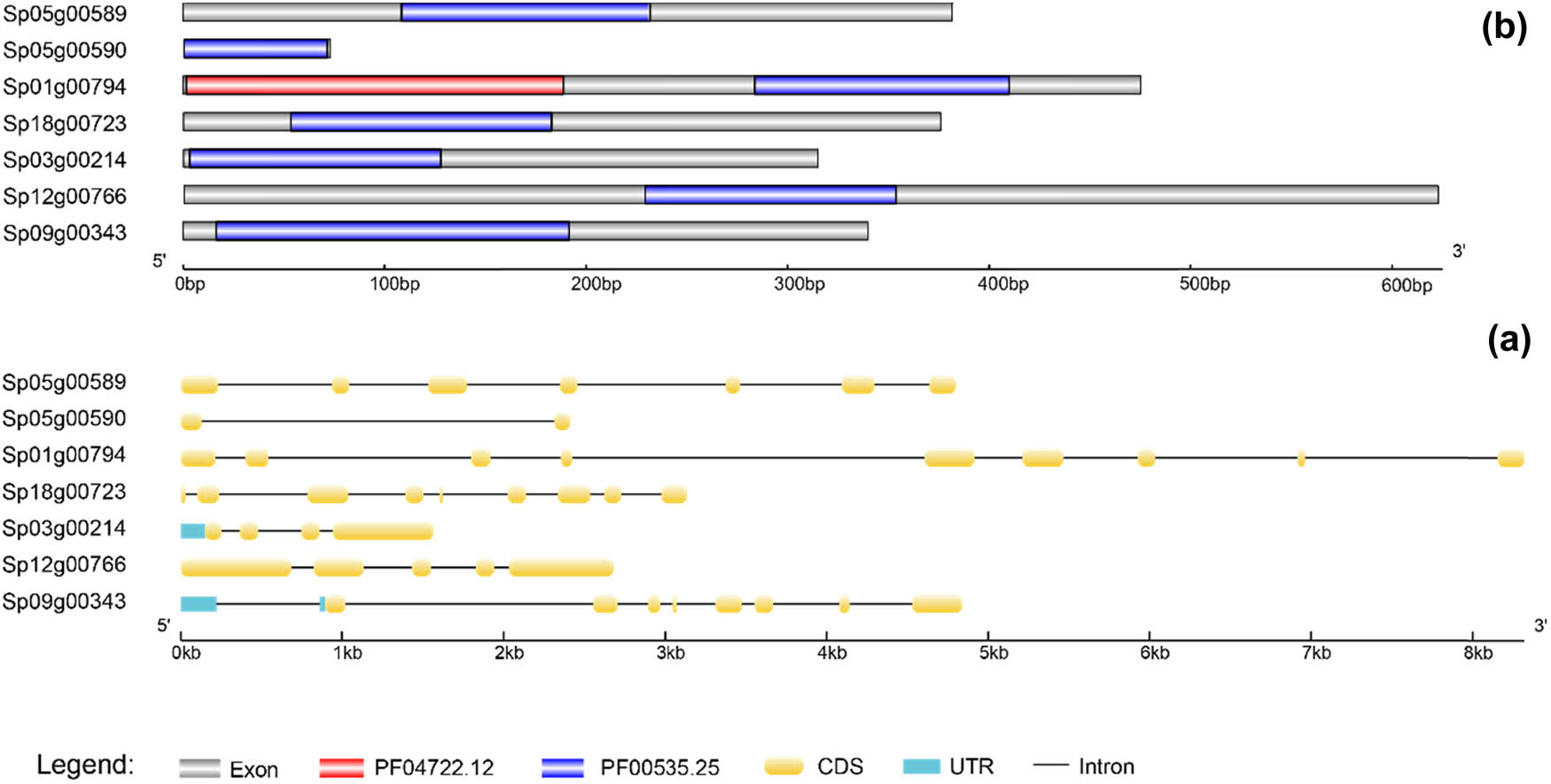 Figure 3 
                  Structure and conserved domain map of the Spirodela polyrhiza GT2 gene. (a) The structure of Spirodela polyrhiza GT2 genes. Light blue rectangles, yellow rounded rectangles, and black lines represent the UTR, CDS, and introns, respectively. The scale bar on the bottom estimates the length of the UTR, CDS, and introns. UTR indicates an untranslated region. (b) The structure of the Spirodela polyrhiza GT2 protein. Blue and purple rectangles represent the PF00535.25 and PF04722.12 domains. The scale bar on the bottom estimates the length of PF00535.25 and PF04722.12.
               
