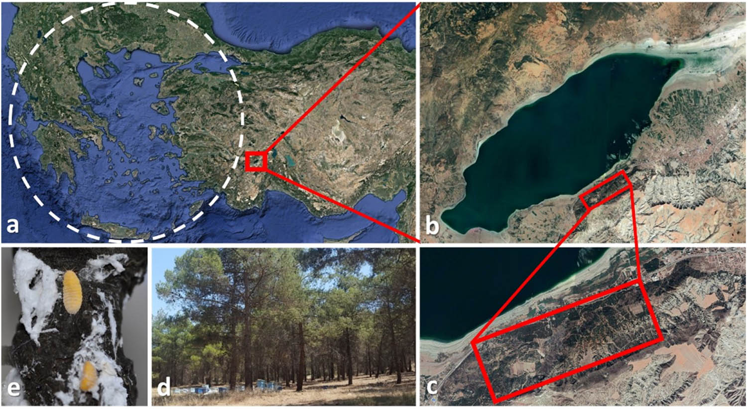 Figure 1
Study site. Dashed circle depicts the approximate natural distribution of Marchalina hellenica (a), Burdur Lake (b) and the study site near the lake (c), beehives in Pinus brutia stand in the study site (d) and M. hellenica adults on the stem bark (e).