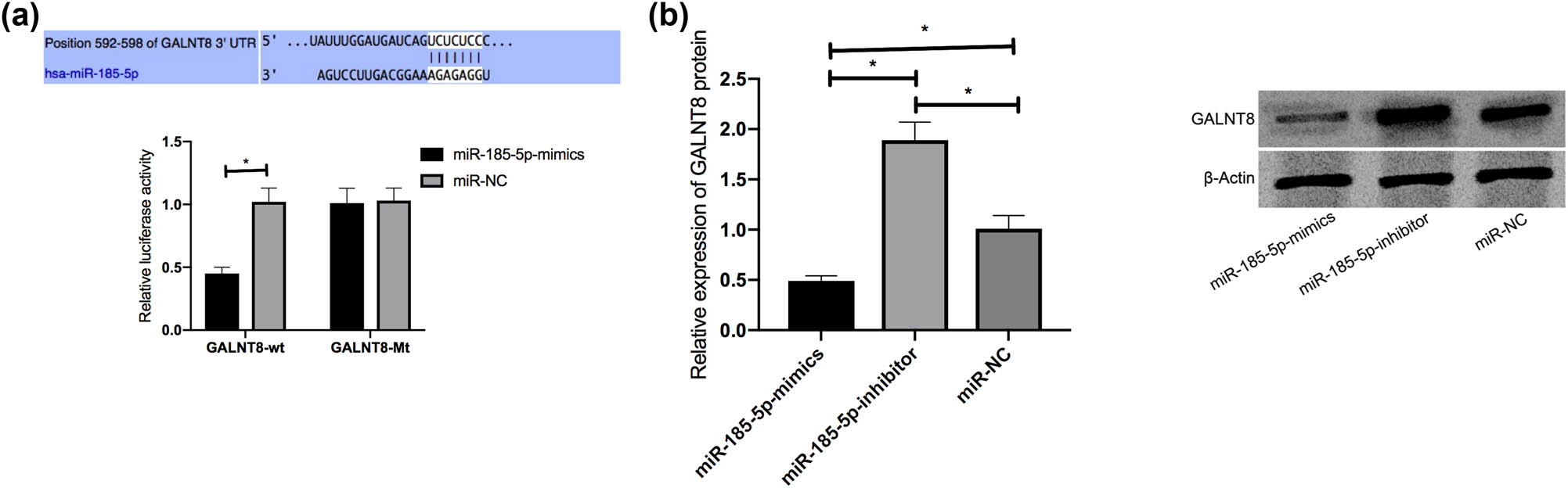 Figure 3
DLRGA. (a) The effects of miR-185-5p on luciferase activities of GALNT8. (b) The effects of miR-185-5p on GALNT8 in Huh7.5 cells. *P < 0.05.