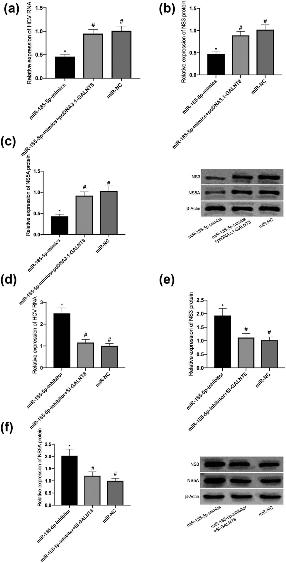 Figure 4
GALNT8 could reverse the inhibitory effect of miR-185-5p on HCV replication. (a) The effects of pcDNA3.1-GALNT8 on HCV RNA replication after miR-185-5p transfection. (b) The effects of pcDNA3.1-GALNT8 on NS3 after miR-185-5p transfection. (c) The effects of pcDNA3.1-GALNT8 on NS5A after miR-185-5p transfection. (d) The effects of si-GALNT8 on HCV RNA replication after anti-miR-185-5p transfection. (e) The effects of si-GALNT8 on NS3 after anti-miR-185-5p transfection. (f) The effects of si-GALNT8 on NS5A after anti-miR-185-5p transfection. * was compared with #, P < 0.05.