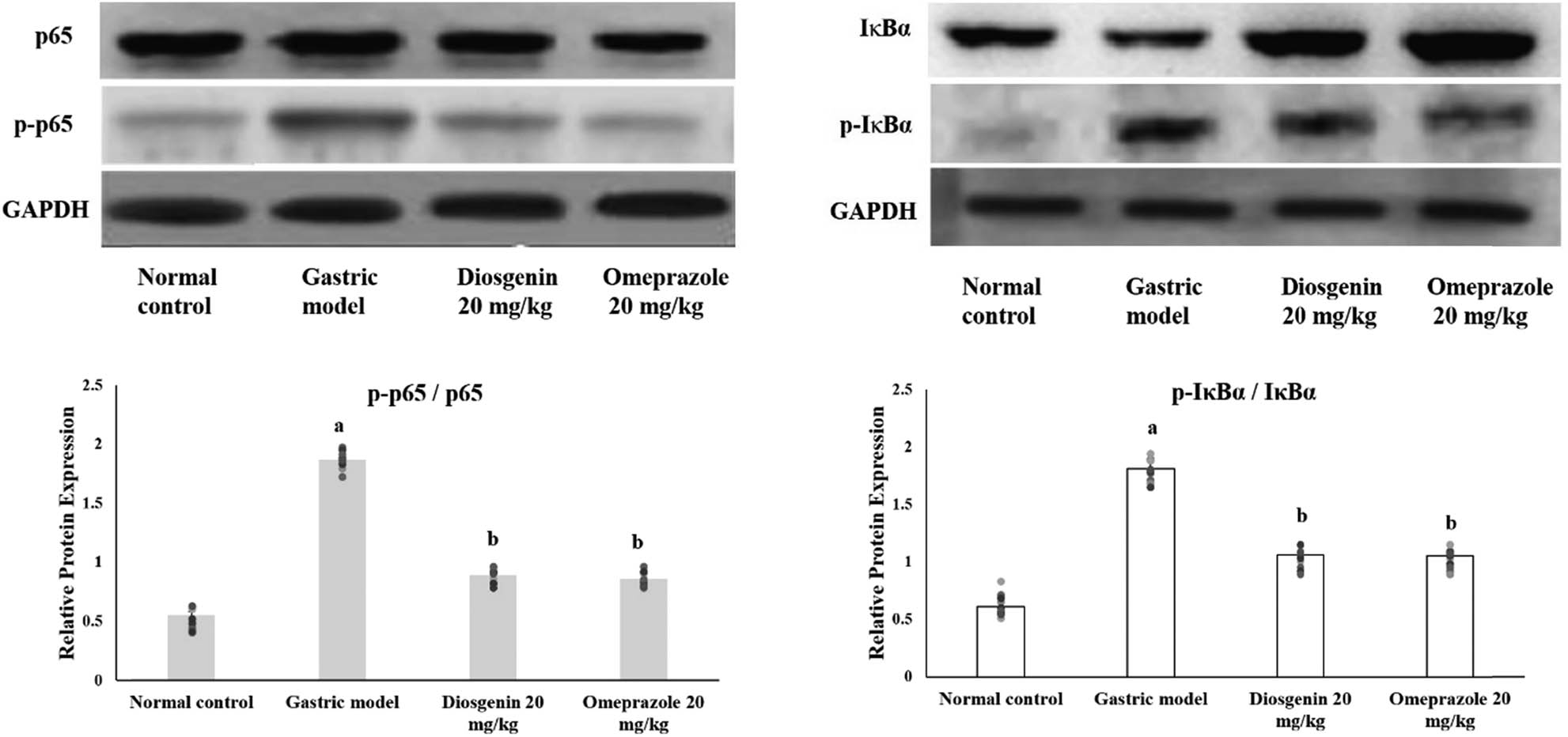 Figure 7
Western blot analysis on NF-κβ in HCl/ethanol-induced gastric mucosal injury and the protective effects of diosgenin. Phosphorylation ratio of p65 NF-κβ and IκBα was quantified and displayed as bar graphs. The bar graphs are the demonstration of three independent results of the western blot analysis, expressed as mean ± SEM. p(a) < 0.05 compared to the normal control. p(b) < 0.05 compared to the gastric ulcer model. GAPDH was used as the internal standard.