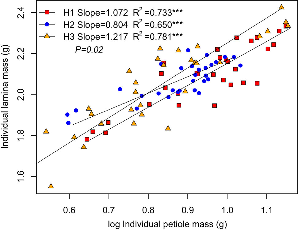 Figure 2 
                  Within leaf biomass allocation relationship of B. platyphylla.
               