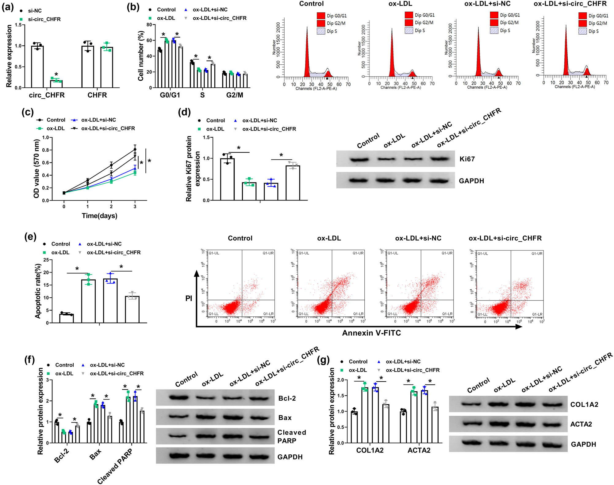 Figure 2
circ_CHFR silencing abolished the impacts of ox-LDL treatment on the biological behaviors of HBMECs. (a) The knockdown efficiency of si-circ_CHFR was determined by qRT-PCR. (b) The effects between ox-LDL treatment and circ_CHFR silencing on cell cycle process were disclosed by cell cycle assay in HBMECs. (c) The effects between ox-LDL treatment and circ_CHFR knockdown on the proliferation of HBMECs were investigated by MTT assay. (d, f, and g) Western blot was employed to explain the impacts between ox-LDL treatment and circ_CHFR repression on the protein expression of Ki67, Bcl-2, Bax, cleaved PARP, COL1A2, and ACTA2 in HBMECs. (e) Cell apoptosis assay was conducted to unveil the influences between ox-LDL exposure and circ_CHFR silencing on the apoptosis of HBMECs. *P < 0.05.