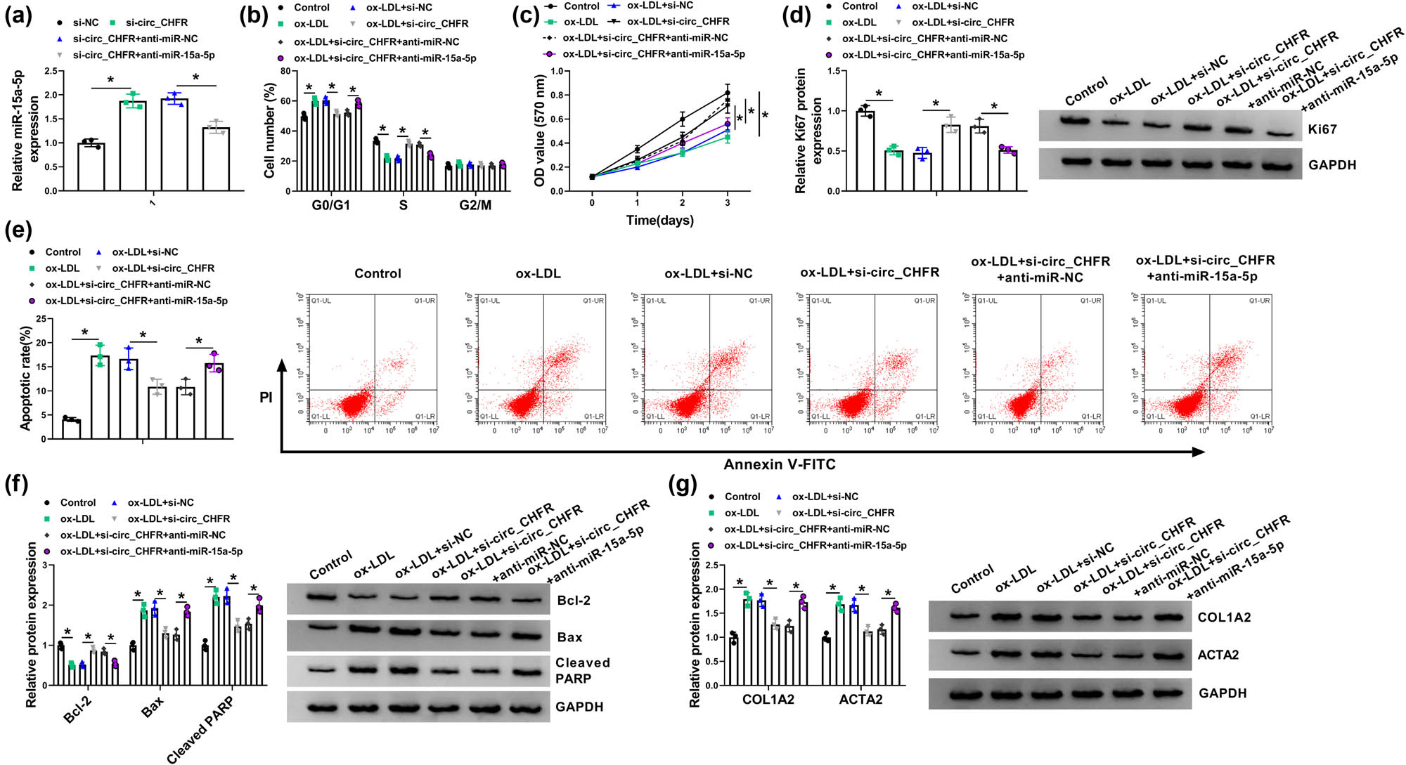 Figure 4
circ_CHFR regulated ox-LDL-medicated cell proliferation, apoptosis, and EndoMT by interacting with miR-15a-5p in HBMECs. (a) The effects between circ_CHFR silencing and miR-15a-5p inhibitor on miR-15a-5p expression were demonstrated by qRT-PCR. (b and c) Cell cycle and MTT assays were employed to determine the influences between circ_CHFR silencing and miR-15a-5p inhibitor on cell proliferation under ox-LDL treatment in HBMECs. (d, f, and g) Western blot was employed to explain the impacts between circ_CHFR repression and miR-15a-5p inhibitor on the protein expression of Ki67, Bcl-2, Bax, cleaved PARP, COL1A2, and ACTA2 after ox-LDL treatment in HBMECs. (e) Cell apoptosis assay was carried out to explain the impacts between circ_CHFR silencing and miR-15a-5p inhibitor on the apoptosis of HBMECs after ox-LDL treatment. *P < 0.05.