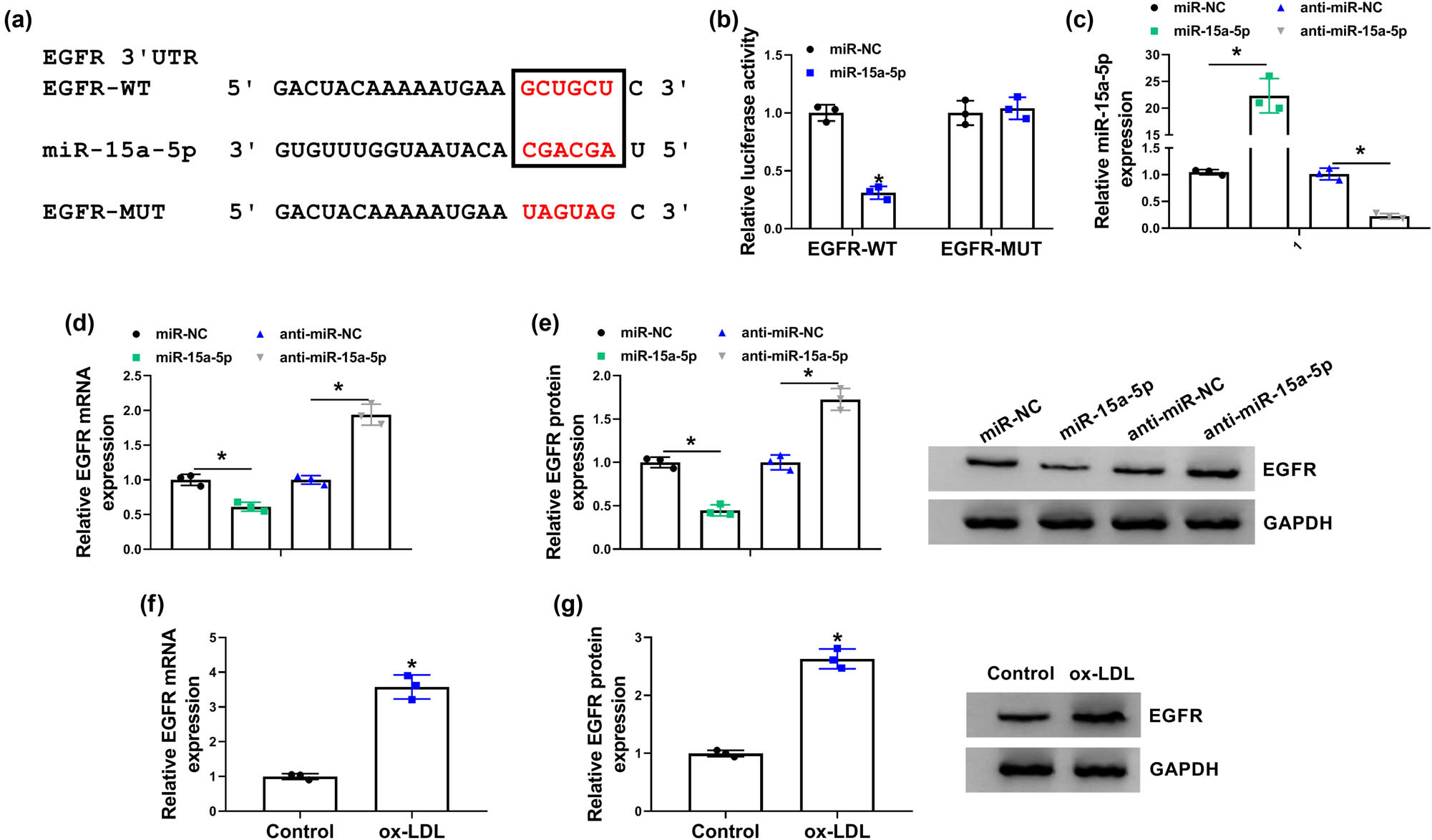 Figure 5
miR-15a-5p interacted with EGFR in HBMECs. (a) The binding sites between miR-15a-5p and EGFR were predicted by starbase3.0 online database. (b) Luciferase activity was detected by dual-luciferase reporter assay. (c) The efficiency of miR-15a-5p mimic and inhibitor in increasing or decreasing miR-15a-5p expression was determined by qRT-PCR. (d and e) The effects of miR-15a-5p mimic and inhibitor on the mRNA and protein levels of EGFR were determined by qRT-PCR and western blot, respectively. (f and g) The impacts of ox-LDL treatment on the mRNA and protein expression of EGFR were severally determined by qRT-PCR and western blot. *P < 0.05.