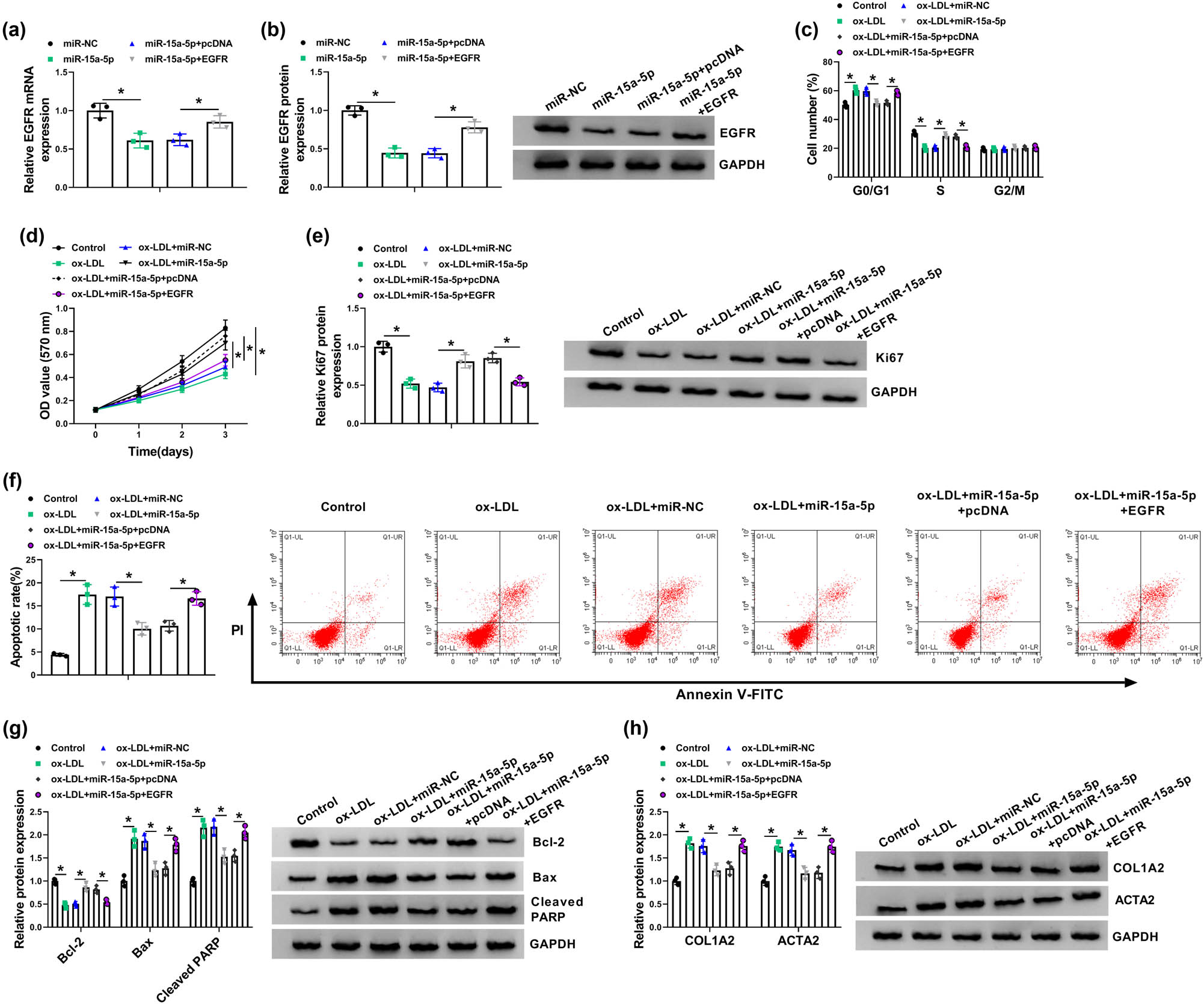 Figure 6
miR-15a-5p mimic contributed to cell proliferation and suppressed cell apoptosis and EndoMT via binding to EGFR in ox-LDL-induced HBMECs. (a and b) The effects between miR-15a-5p and EGFR on the mRNA and protein expression of EGFR were verified by qRT-PCR and western blot, respectively. (c and d) Cell cycle and MTT assays were employed to demonstrate the effects between miR-15a-5p and EGFR on cell proliferation in ox-LDL-induced HBMECs. (e, g, and h) Western blot was employed to disclose the influences between miR-15a-5p and EGFR on the protein expression of Ki67, Bcl-2, Bax, cleaved PARP, COL1A2, and ACTA2 in ox-LDL-induced HBMECs. (f) The impacts between miR-15a-5p mimic and ectopic EGFR expression on the apoptosis of ox-LDL-induced HBMECs were investigated by cell apoptosis assay. *P < 0.05.