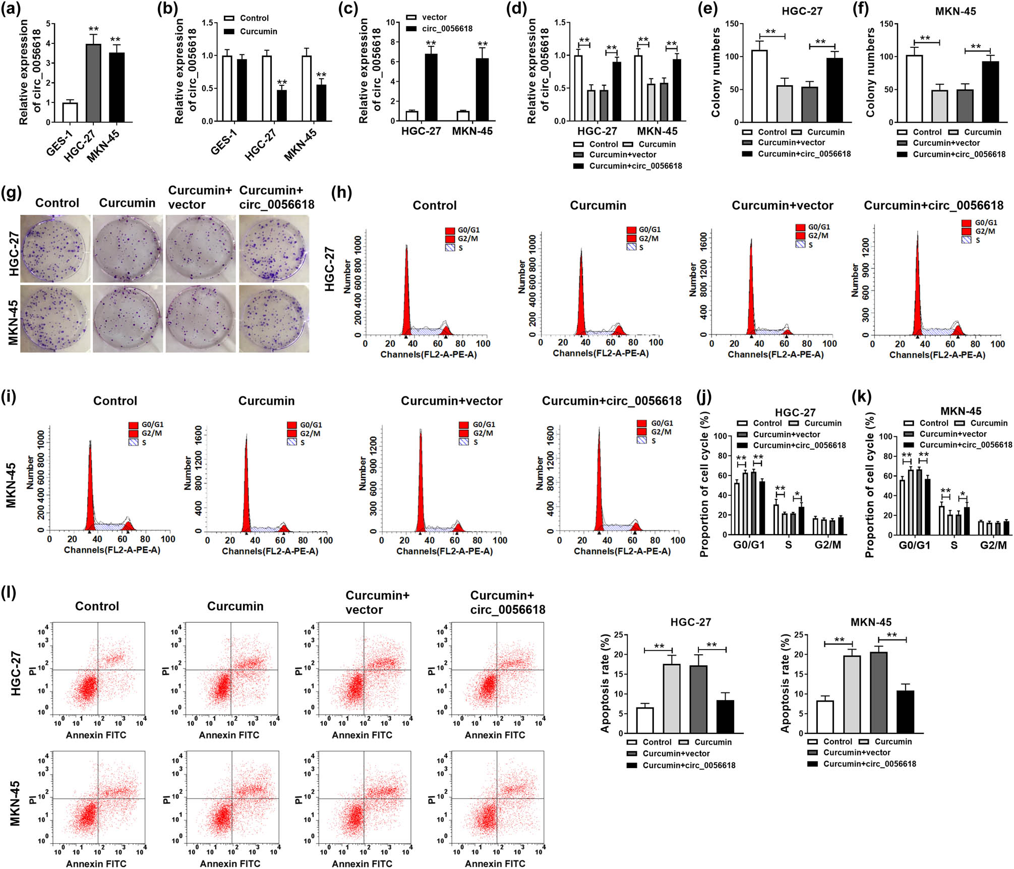 Figure 2
Curcumin relieved the malignant cell phenotypes of GC cells by downregulating circ_0056618. (a) qRT-PCR assay was conducted for circ_0056618 level in GES-1, HGC-27, and MKN-45 cells. (b) The expression level of circ_0056618 in curcumin-treated GES-1, HGC-27, and MKN-45 cells was determined by qRT-PCR assay. (c) The expression of circ_0056618 in HGC-27 and MKN-45 cells transfected with circ_0056618 or vector was examined by qRT-PCR assay. (d–l) HGC-27 and MKN-45 cells were assigned to four groups: control, curcumin, curcumin + vector, and curcumin + circ_0056618. (d) The expression of circ_0056618 in HGC-27 and MKN-45 cells was detected by qRT-PCR assay. (f–g) The colony formation ability of HGC-27 and MKN-45 cells was examined by colony formation assay. (h–l) The cell cycle process and apoptosis of HGC-27 and MKN-45 cells were analyzed through flow cytometry analysis. **P < 0.01, *P < 0.05.