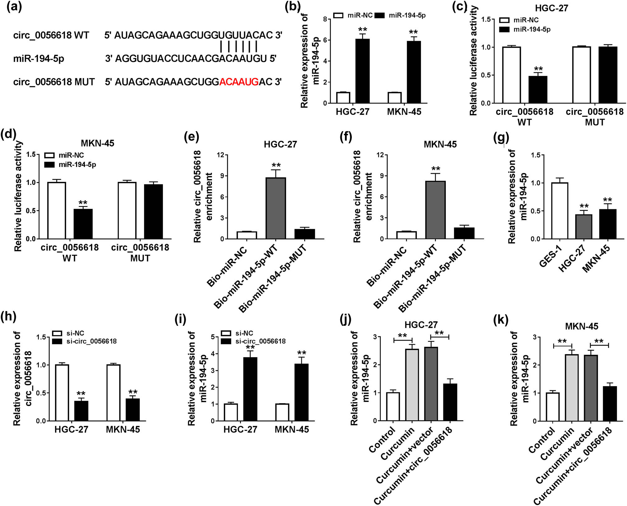 Figure 4
miR-194-5p was a target of circ_0056618. (a) The potential binding sites between miR-194-5p and circ_0056618 are shown. (b) The expression level of miR-194-5p in HGC-27 and MKN-45 cells transfected with miR-NC or miR-194-5p was determined by qRT-PCR assay. (c and d) The luciferase activity in miR-194-5p/miR-NC and circ_0056618 WT/circ_0056618 MUT co-transfected HGC-27 and MKN-45 cells was measured by dual-luciferase reporter assay. (e and f) After RNA pull-down assay, the enrichment of circ_0056618 in HGC-27 and MKN-45 cell lysates was determined by qRT-PCR assay. (g) qRT-PCR assay was conducted for miR-194-5p expression in GES-1, HGC-27, and MKN-45 cells. (h and i) The expression levels of circ_0056618 and miR-194-5p in HGC-27 and MKN-45 cells transfected with si-NC or si-circRNA were examined through qRT-PCR assay. (j and k) After HGC-27 and MKN-45 cells were treated with control, curcumin, curcumin + vector, or curcumin + circ_0056618, the expression level of miR-194-5p was detected through qRT-PCR assay. **P < 0.01.