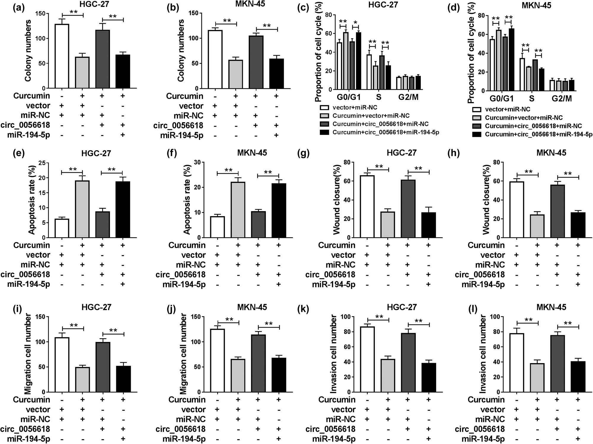 Figure 5
Curcumin relieved the malignant behaviors of GC cells by regulating circ_0056618/miR-194-5p axis. HGC-27 and MKN-45 cells were administered with vector + miR-NC, curcumin + vector + miR-NC, curcumin + circ_0056618 + miR-NC, or curcumin + circ_0056618 + miR-194-5p. (a and b) The colony formation of HGC-27 and MKN-45 cells was assessed by colony formation assay. (c–f) Flow cytometry analysis was conducted for cell cycle process and apoptosis. (g–l) The migration and invasion abilities of HGC-27 and MKN-45 cells were evaluated by wound healing assay and transwell assay. **P < 0.01.