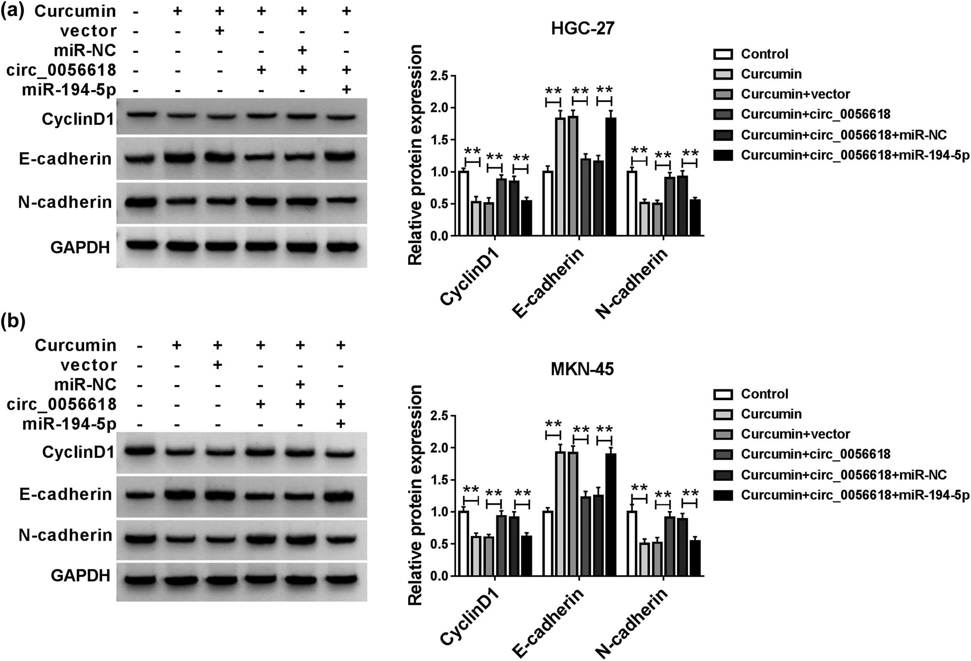 Figure 6
Curcumin altered the expression of CyclinD1, E-cadherin, and N-cadherin in GC cells by modulation of circ_0056618/miR-194-5p axis. (a and b) After HGC-27 and MKN-45 cells were treated with control, curcumin, curcumin + vector, curcumin + circ_0056618, curcumin + circ_0056618 + miR-NC, or curcumin + circ_0056618 + miR-194-5p, the protein levels of CyclinD1, E-cadherin, and N-cadherin were measured by western blot assay. **P < 0.01.