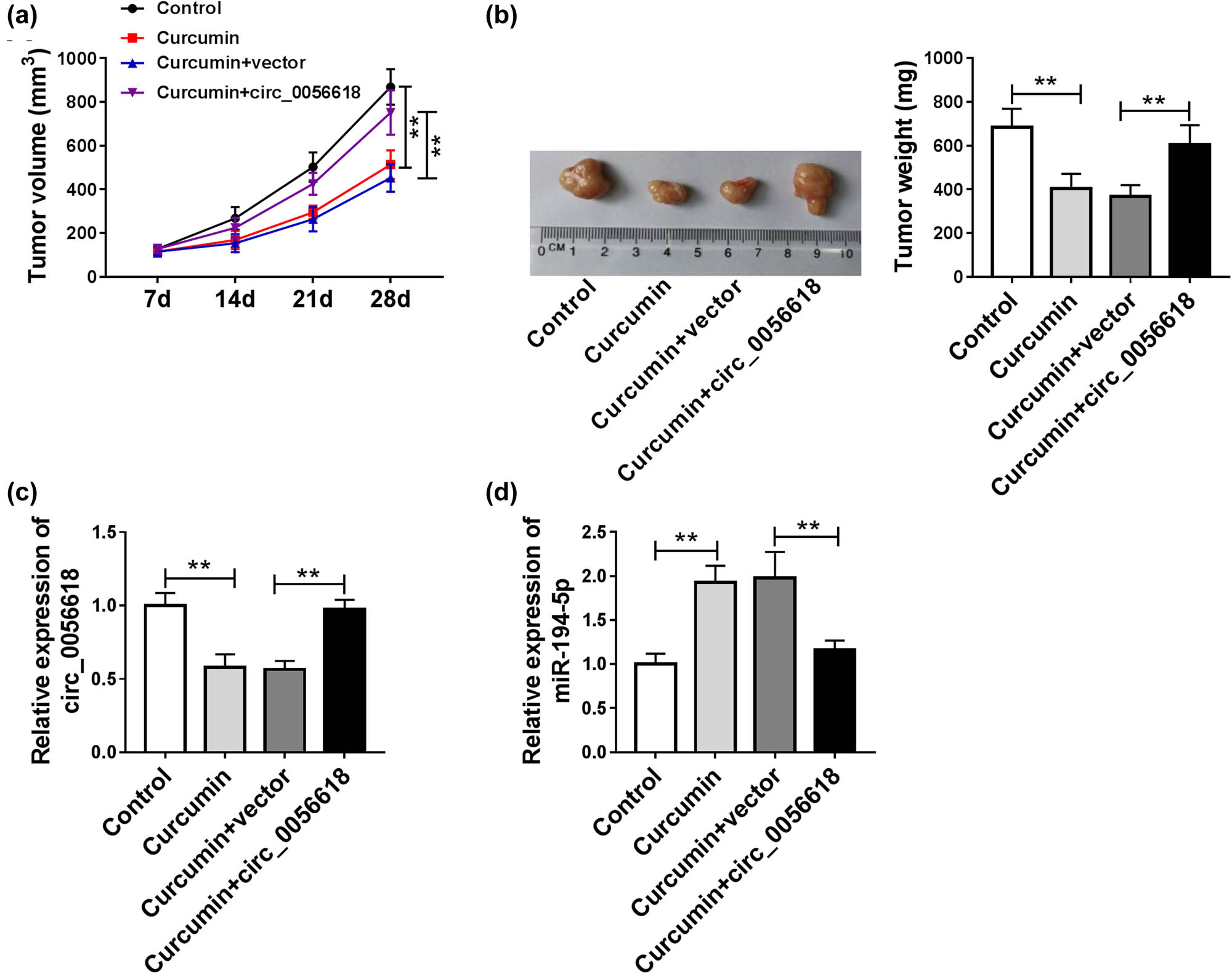 Figure 7
Curcumin hampered tumor growth in vivo. (a) Tumor volume was examined every 7 days. (b) Tumor weight was examined on day 28. (c and d) The expression levels of circ_0056618 and miR-194-5p in the collected tumor tissues were measured by qRT-PCR assay. **P < 0.01.
