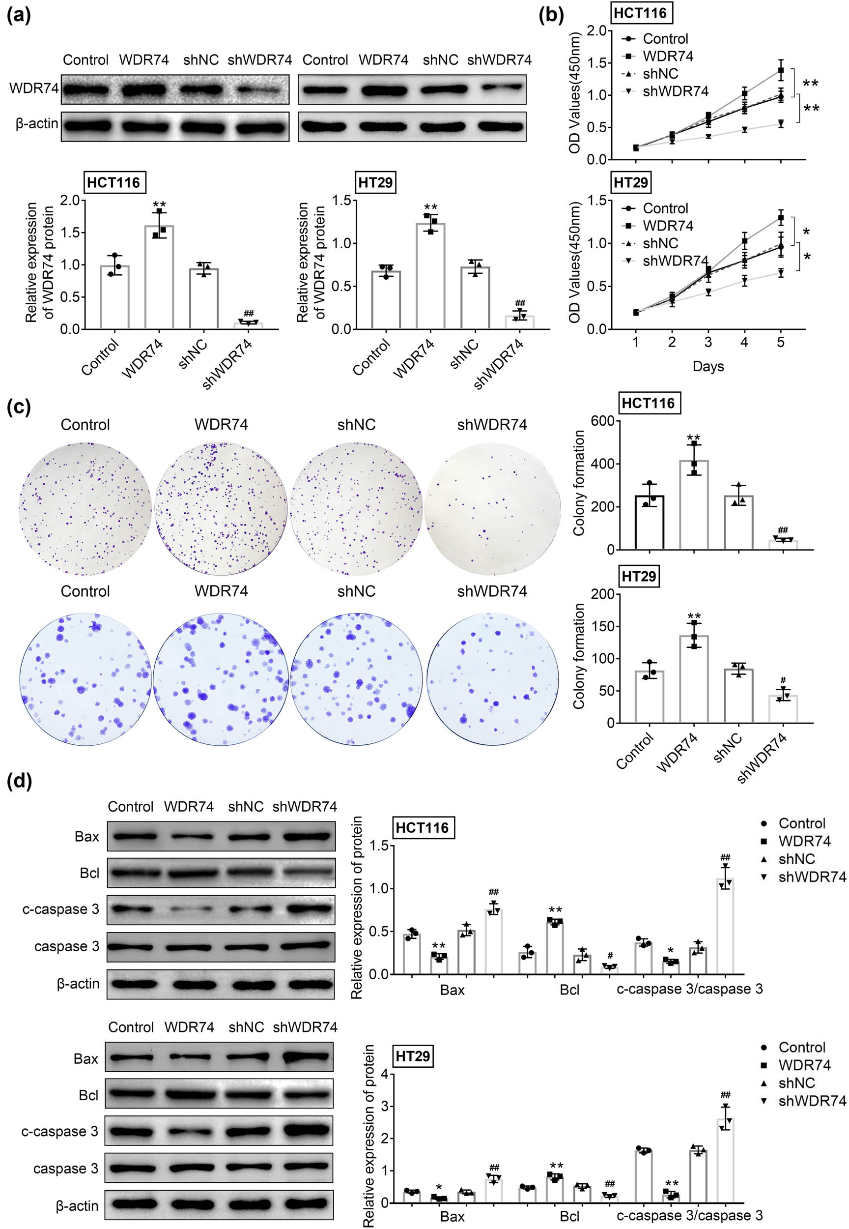 Figure 2 
                  The effect of WDR74 depletion on cell proliferation in CRC cells. (a) The protein expression of WDR74 in CRC cells treated with sh-NC, sh-WDR74, ov-NC, and ov-WDR74. (b). The cell viability was assessed by CCK-8 assay. (c) Colony forming ability of CRC cells as measured by colony formation assay. (d) The expression level of Bax, Bcl, and c-caspase 3/caspase 3 were detected by western-blot. **
                     p < 0.01, compared with control; ##
                     p < 0.01, compared with sh-NC. Results are presented as mean ± SD of three independent experiments.
               