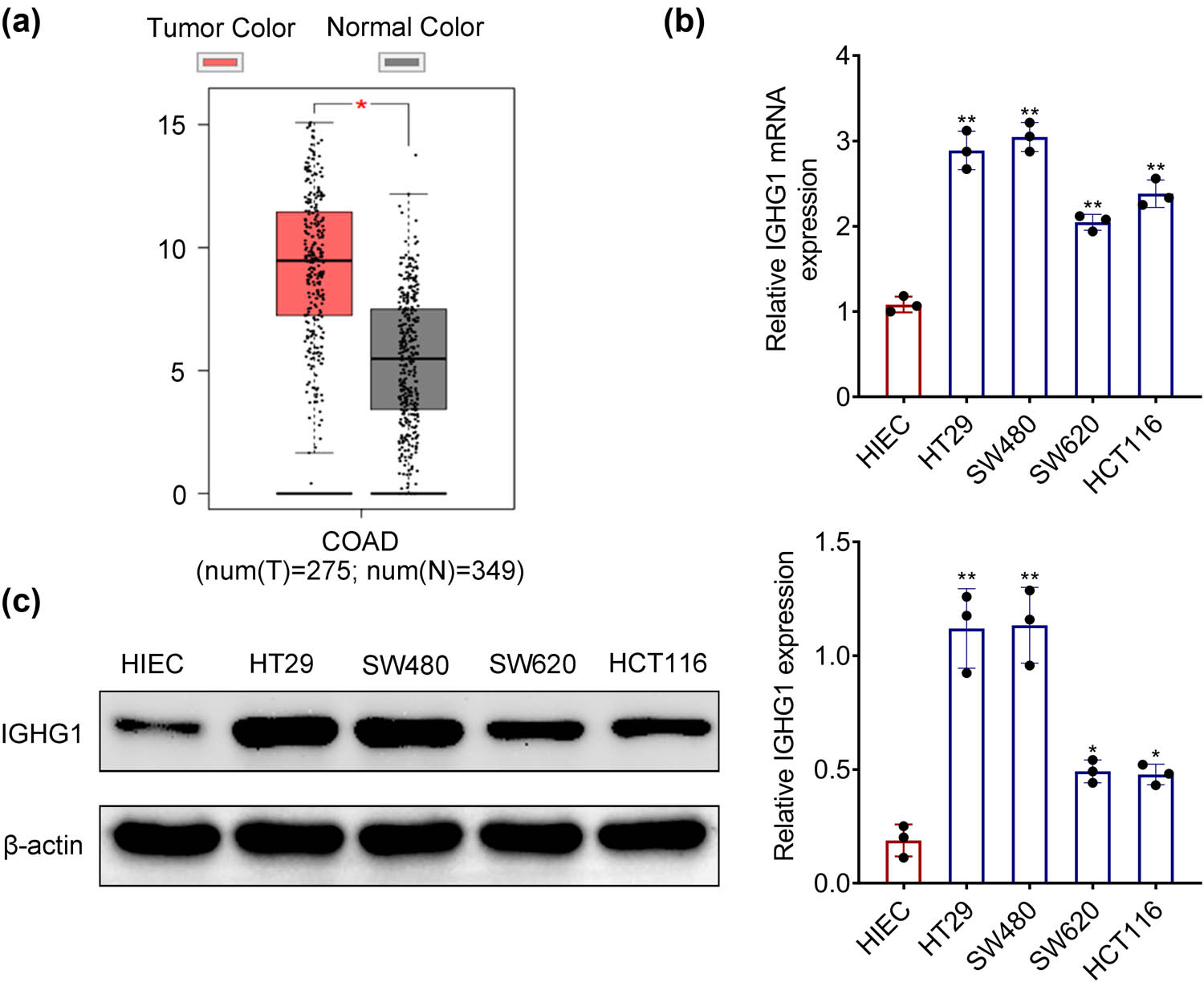 Figure 1 
                  Up-regulation of IGHG1 in colorectal cancer. (a) IGHG1 was highly expressed in colorectal cancer tissues compared to the normal tissues based on TCGA database. (b) IGHG1 was highly expressed in colorectal cancer cells (HT29, SW480, SW620, HCT116) compared to human intestinal epithelial cells (HIEC) based on qRT-PCR analysis. (c) IGHG1 was highly expressed in colorectal cancer cells (HT29, SW480, SW620, HCT116) compared to human intestinal epithelial cells (HIEC) based on western blot analysis. *, ** vs HIEC, p < 0.05, p < 0.01.
               