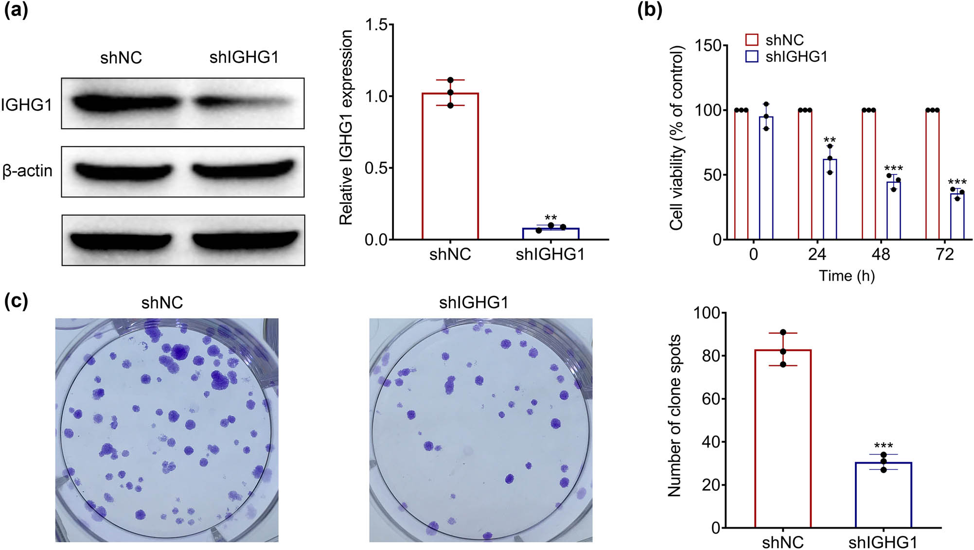 Figure 2 
                  IGHG1 contributed to colorectal cancer cell proliferation. (a) The expression of IGHG1 in HT29 cells transfected with shIGHG1 and shNC. (b) Knockdown of IGHG1 decreased cell viability of HT29cells. (c) Knockdown of IGHG1 repressed cell proliferation of HT29 cells. **, *** vs shNC, p < 0.01, p < 0.001.
               