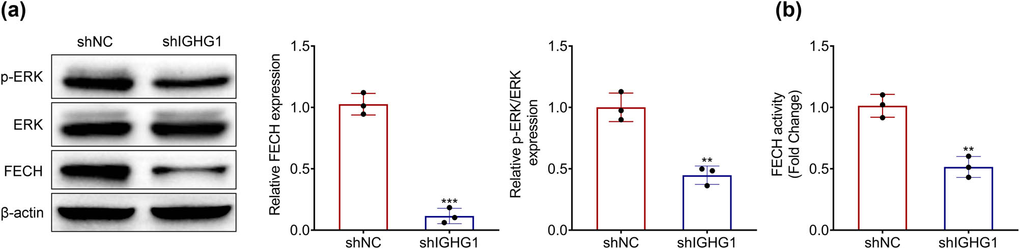Figure 4 
                  IGHG1 mediated MEK-FECH signaling pathway in colorectal cancer. (a) Knockdown of IGHG1 reduced expression of phosphorylated ERK and FECH in HT29 cells. (b) Knockdown of IGHG1 reduced FECH activity in HT29 cells. **, *** vs shNC, p < 0.01, p < 0.001.
               