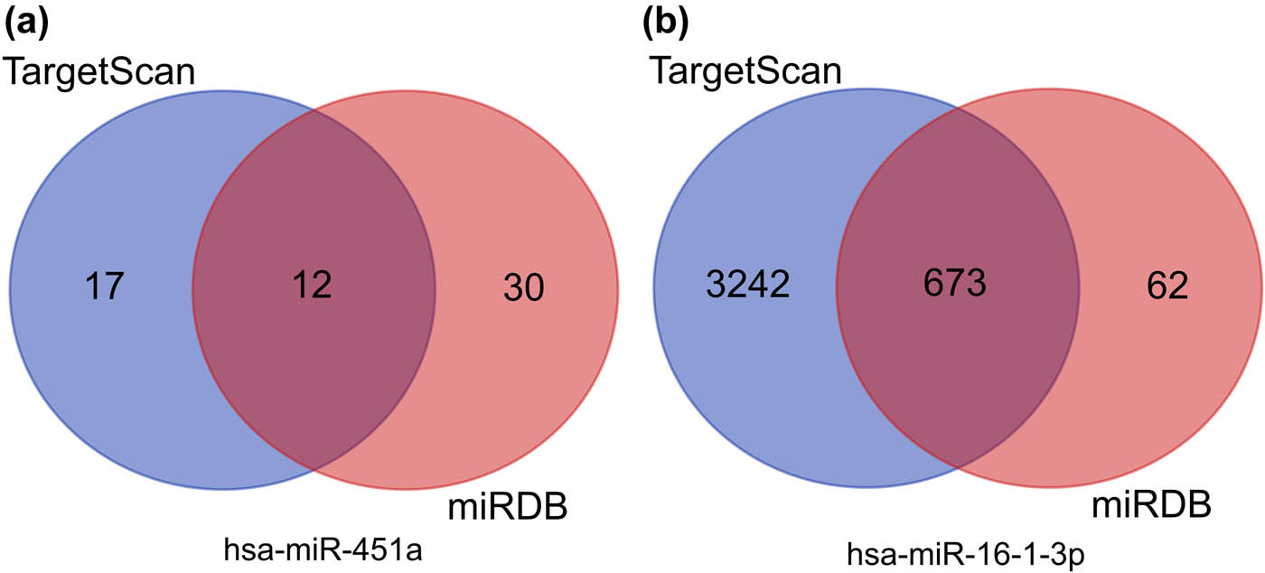 Figure 4 
                  Venn diagrams showing the overlap of target genes that were predicted using the TargetScan and miRDB online tools. (a) hsa-miR-451a and (b) hsa-miR-16-1-3p.
               