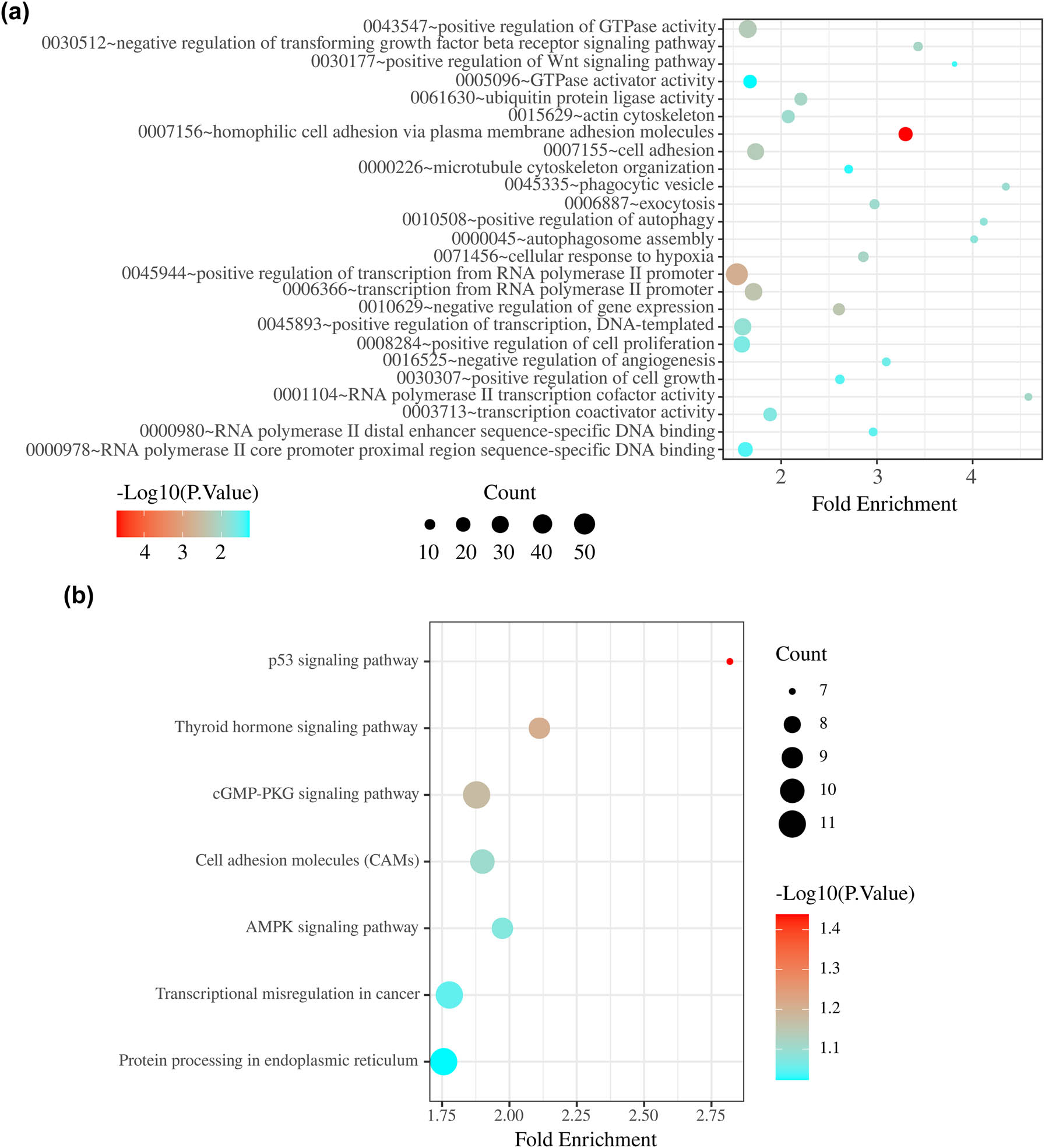 Figure 5 
                  (a) Gene Ontology analysis of two-miRNA signature target genes. (b) KEGG pathway analysis of two-miRNA signature target genes.
               