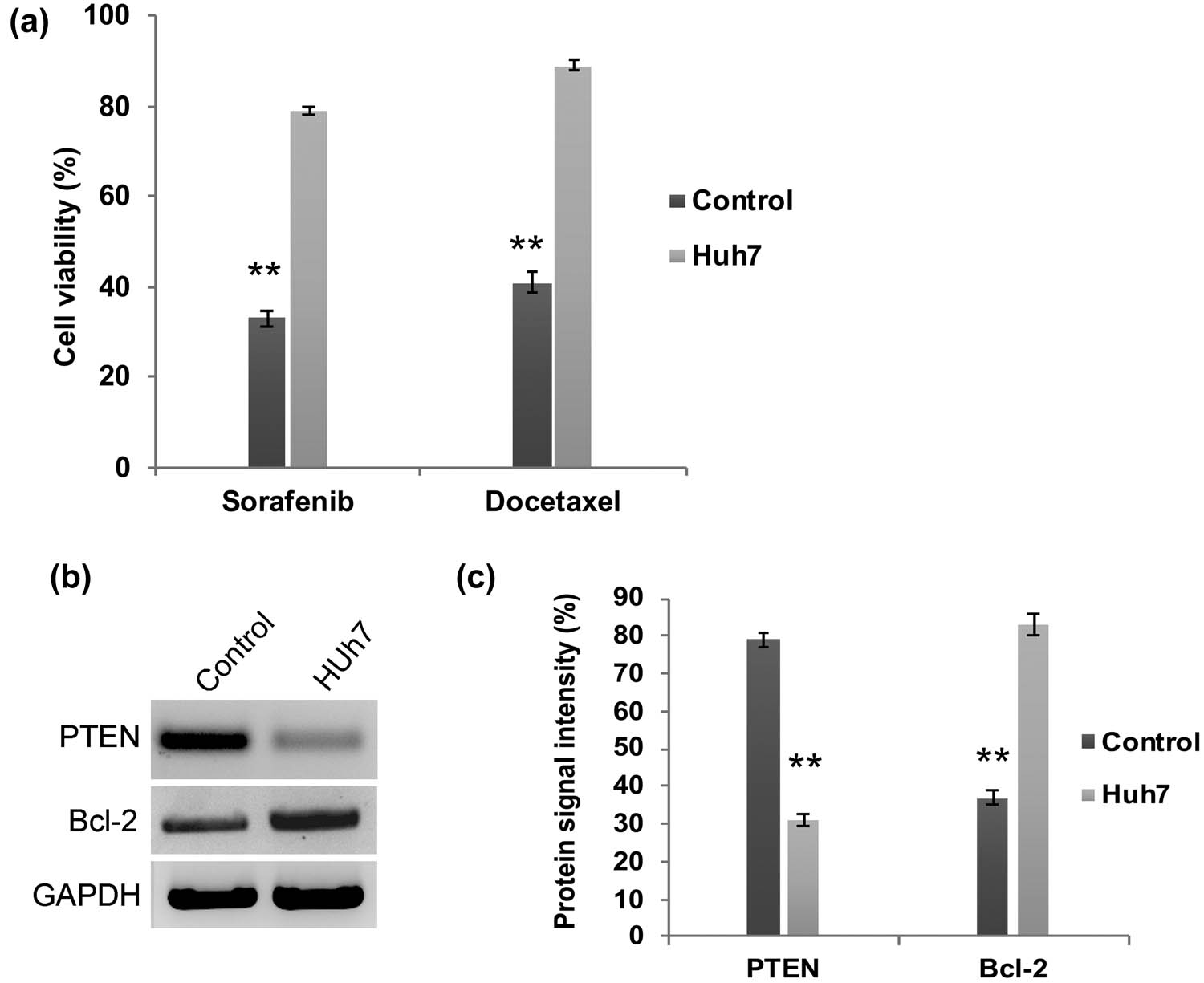 Figure 2 
                  PI3K/AKT activated Huh7 cells are highly resistant to chemotherapy. (a) Quantification graph from chemoresistance assay demonstrating that Huh7 cell viability was not declined upon treatment with docetaxel and sorafenib. Western blot analysis (b) and densitometry bar diagram of blots (c) showing expression of Bcl-2 and PTEN. The error bar represented in the graph is ±SD, **P < 0.01.
               
