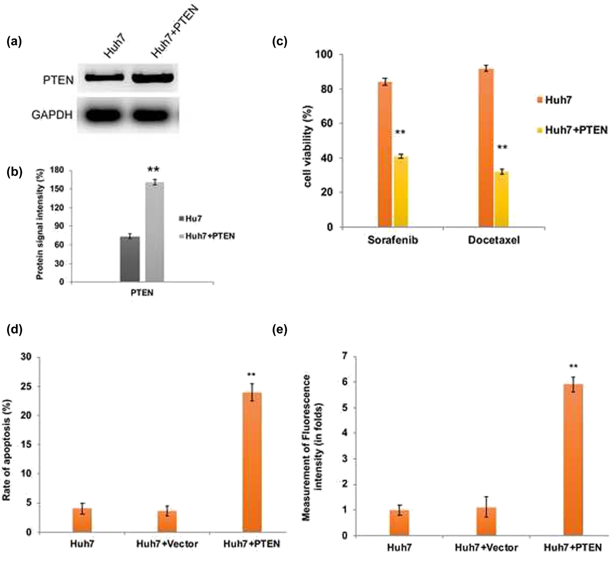 Figure 3 
                  PTEN overexpression induced apoptotic cell death in Huh7 cells. (a) Western blot analysis and densitometry bar diagram of blots (b) showing the overexpression of PTEN in Huh7 cells after transfection with pcDNA3-GFP-PTEN. Quantification graphs from chemoresistance assay (c), assessment of apoptosis by flow cytometry (d), and intracellular ROS measurement by flow cytometry (e) confirm the induction of elevated apoptosis in PTEN overexpressed Huh7 cells due to enhanced ROS generation. The error bar represented in the graph is ±SD, **P < 0.01.
               