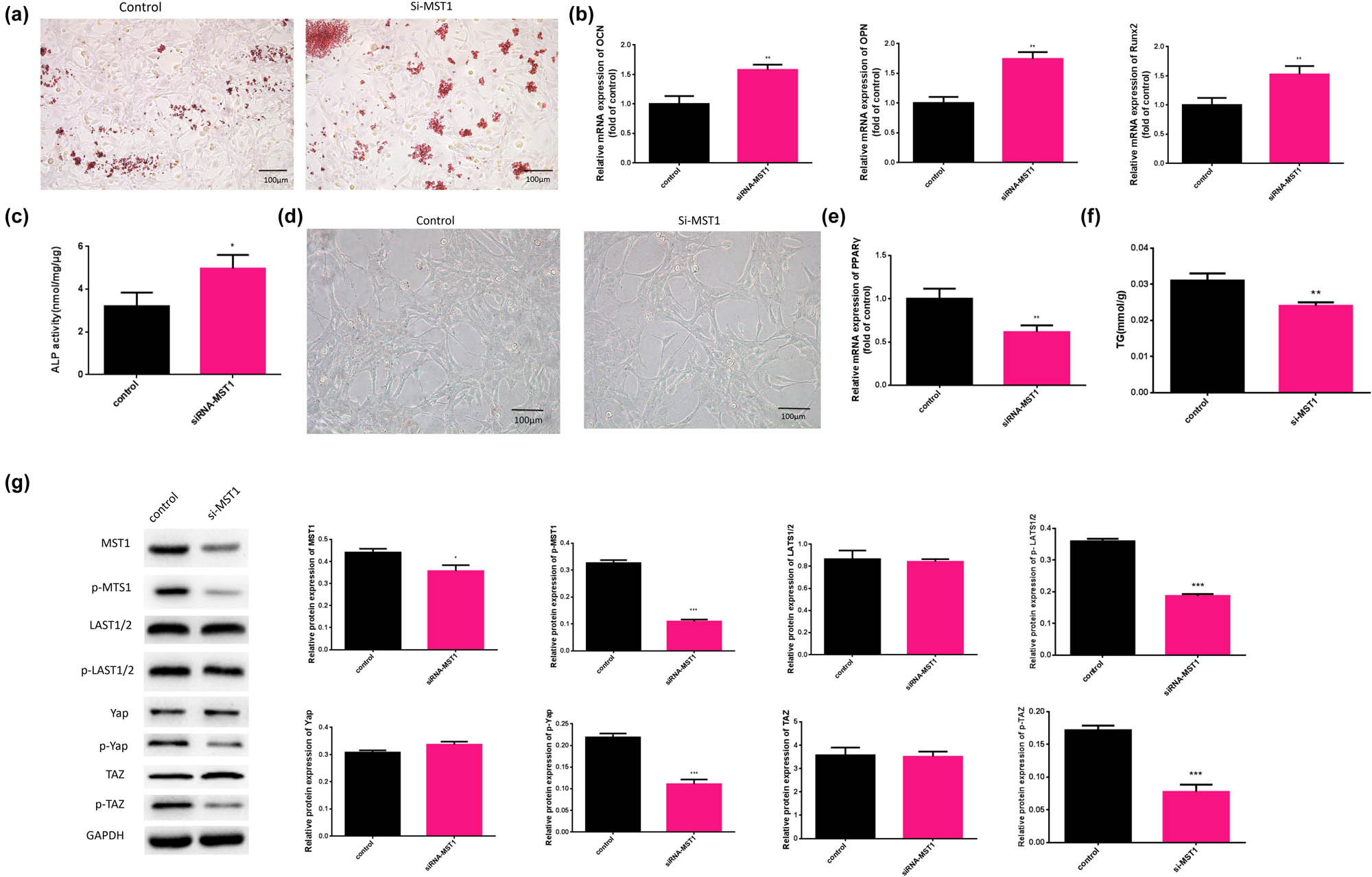 Figure 5 
                  Downregulated MST1 alleviated the effects of osteogenesis and Hippo signaling and enhanced adipogenesis in BMSCs. (a) The calcium nodule form in BMSCs was detected by Alizarin Red S staining analysis. (b) The mRNA expression levels of OCN, OPN, and Runx2 in BMSCs treated with MPS were evaluated by qRT-PCR. (c) The ALP activity in MPS conditions was detected by ALP activity assay. (d) Oil droplets in BMSCs were observed using Oil Red O staining (×100). (e) The mRNA expression of PPARγ was evaluated by qRT-PCR. (b) The content of TG was measured in BMSCs. (f) The content of TG was measured in BMSCs. (g) The protein expression levels of MST1, p-MST1, Yap, p-Yap, LATS1/2, p-LATS1/2, TAZ, and p-TAZ were detected by western blot. *p < 0.05, **p < 0.01, ***p < 0.001. The experiment was repeated three times.
               