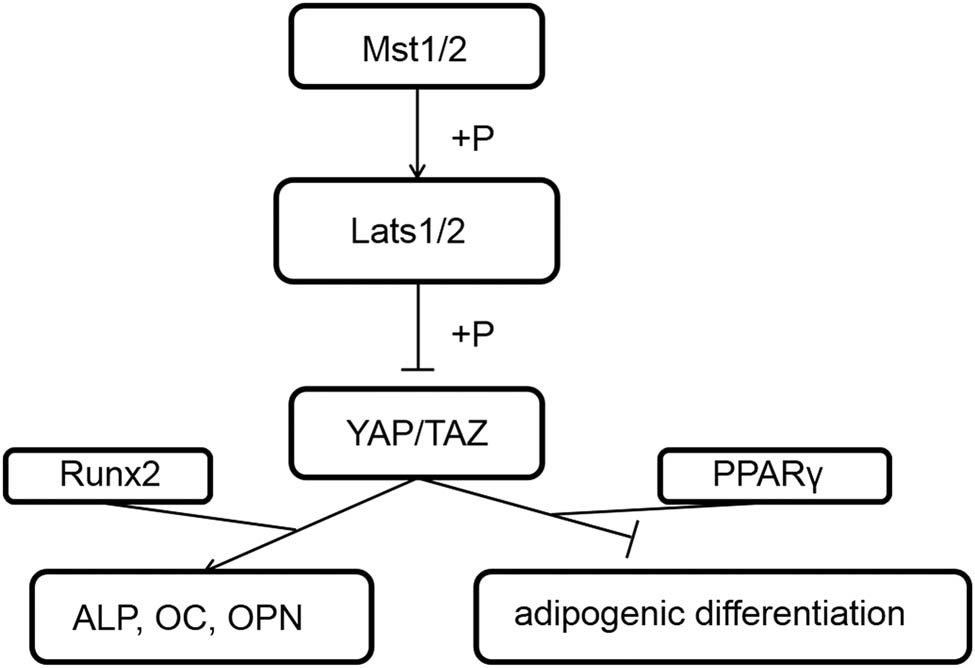 Figure A1 
                  The Hippo signaling pathway schematic diagram.
               
