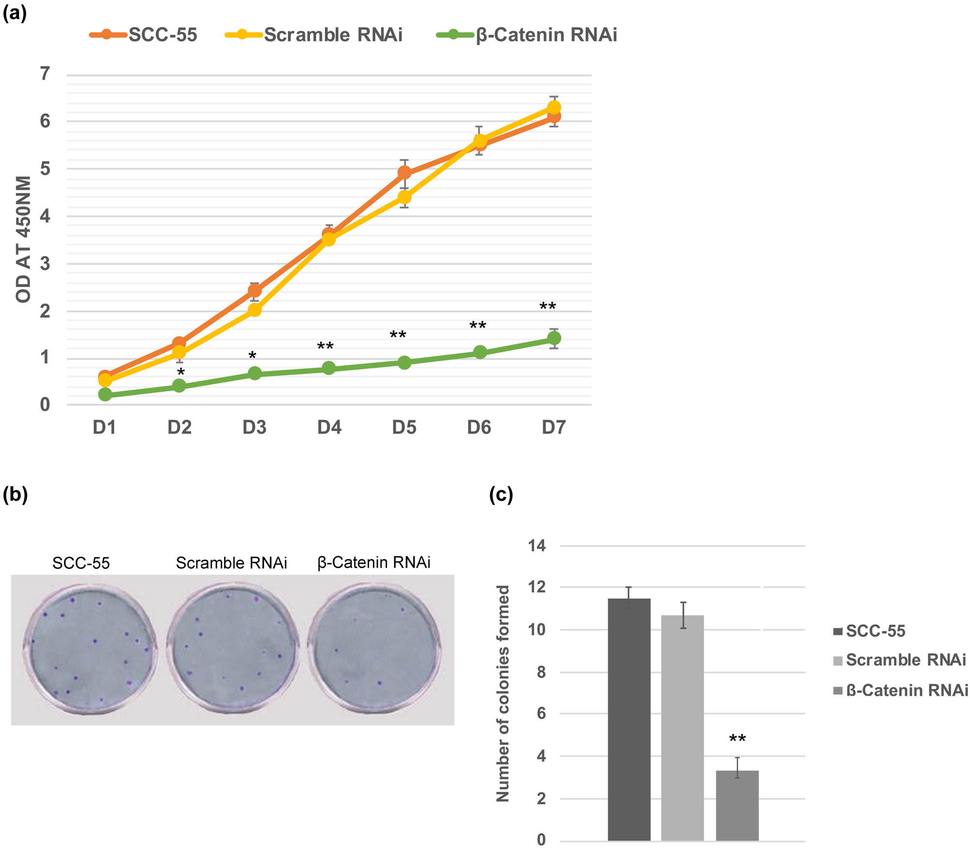 Figure 3 
                  β-catenin knockdown impedes cell proliferation and inhibits tumorigenicity. (a) In vitro cell proliferation assay displaying that the growth rate of SCC-55 cells was compromised upon silencing of β-catenin. (b) The number of colonies formed in the soft agar assay was dramatically less upon siRNA of β-catenin transfection in SCC-55 cells. The values in the error bar are ± standard deviation (SD). * p < 0.05; ** p < 0.01.
               