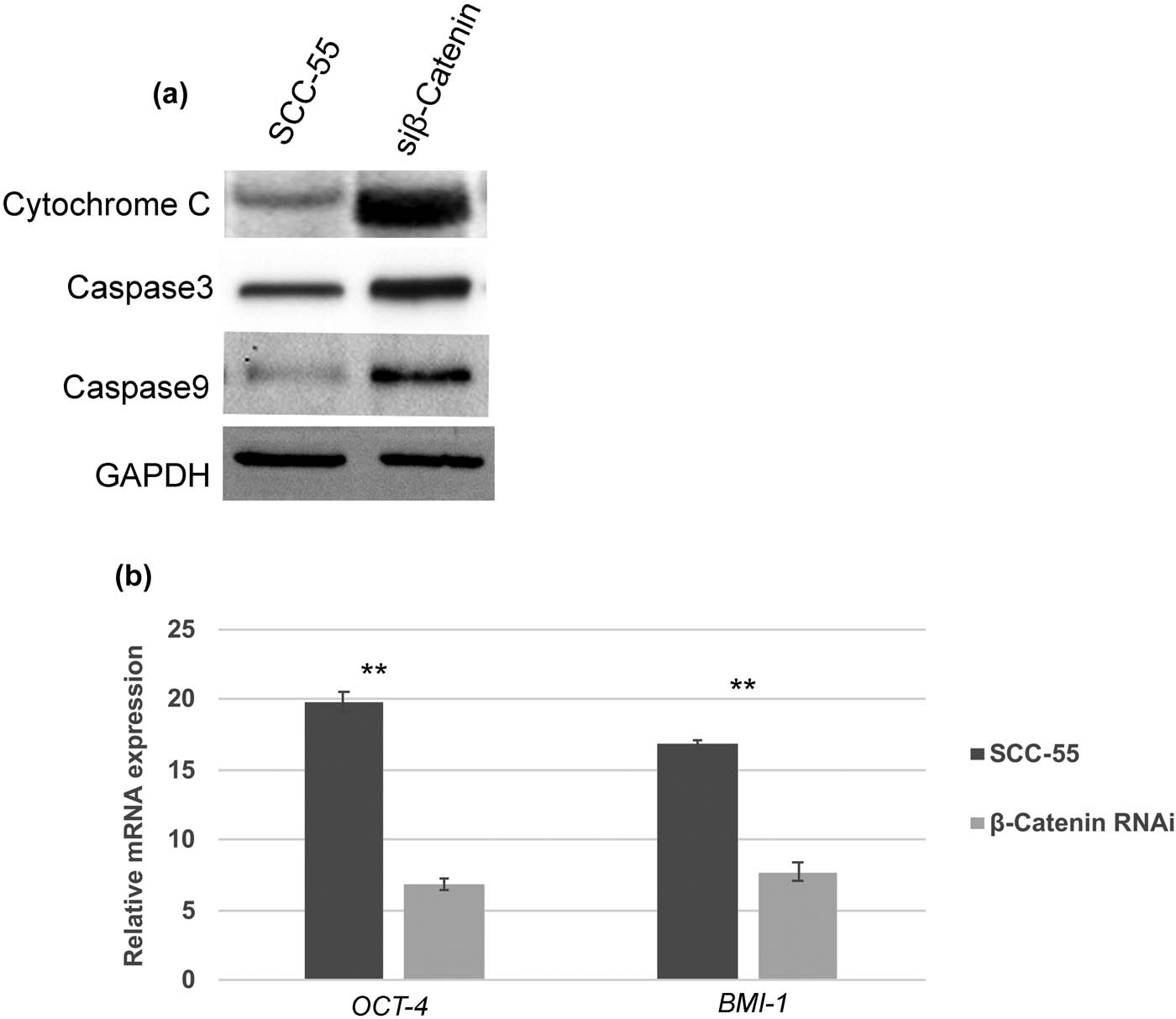 Figure 4 
                  Activation of intrinsic apoptotic pathway and downregulation of OCT-4 in β-catenin RNAi cells. (a) Western blot analysis showing activation and enhanced expression of cytochrome c, caspase 3, and caspase 9 in β-catenin RNAi SCC-55 cells. (b) RT-PCR data showing relative mRNA expression of OCT-4 was significantly downregulated in β-catenin RNAi cells compared to the controls. The values in the error bar are ± standard deviation (SD); ** p < 0.01.
               
