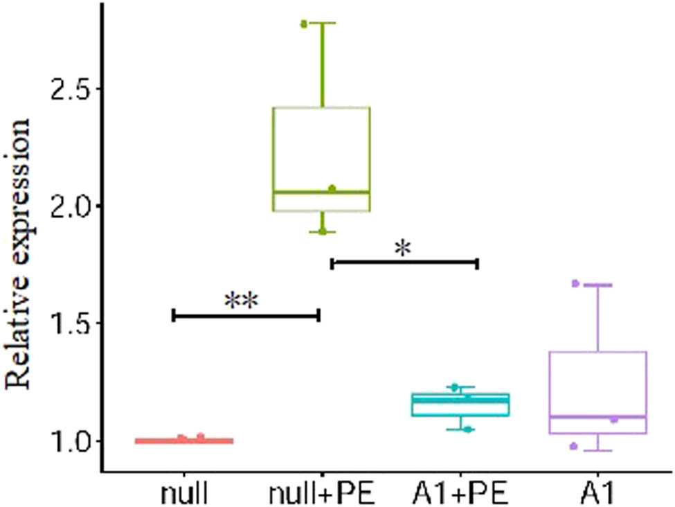 Figure 1 
                  PE stimulation promoted the BNP mRNA expression in ventricular myocytes which was attenuated by pre-treatment with Ad-CnAβshRNA1. Bar chart showed the quantitative analysis results of BNP mRNA by real-time reverse transcription-polymerase chain reaction. *P < 0.05; n = 3. PE: Phenylephrine. A1: Ad-CnAβshRNA.
               