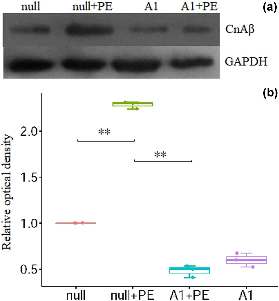 Figure 3 
                  PE stimulation increased CnAβ protein expression which was attenuated by pre-treatment with Ad-CnAβshRNA1. (a) The representative picture of CnAβ protein detected by Western blotting. (b) The semiquantitative analysis results of CnAβ protein in groups. **P < 0.01, n = 3. CnAβ: Calcineurin Aβ. PE: Phenylephrine. A1: Ad-CnAβshRNA.
               