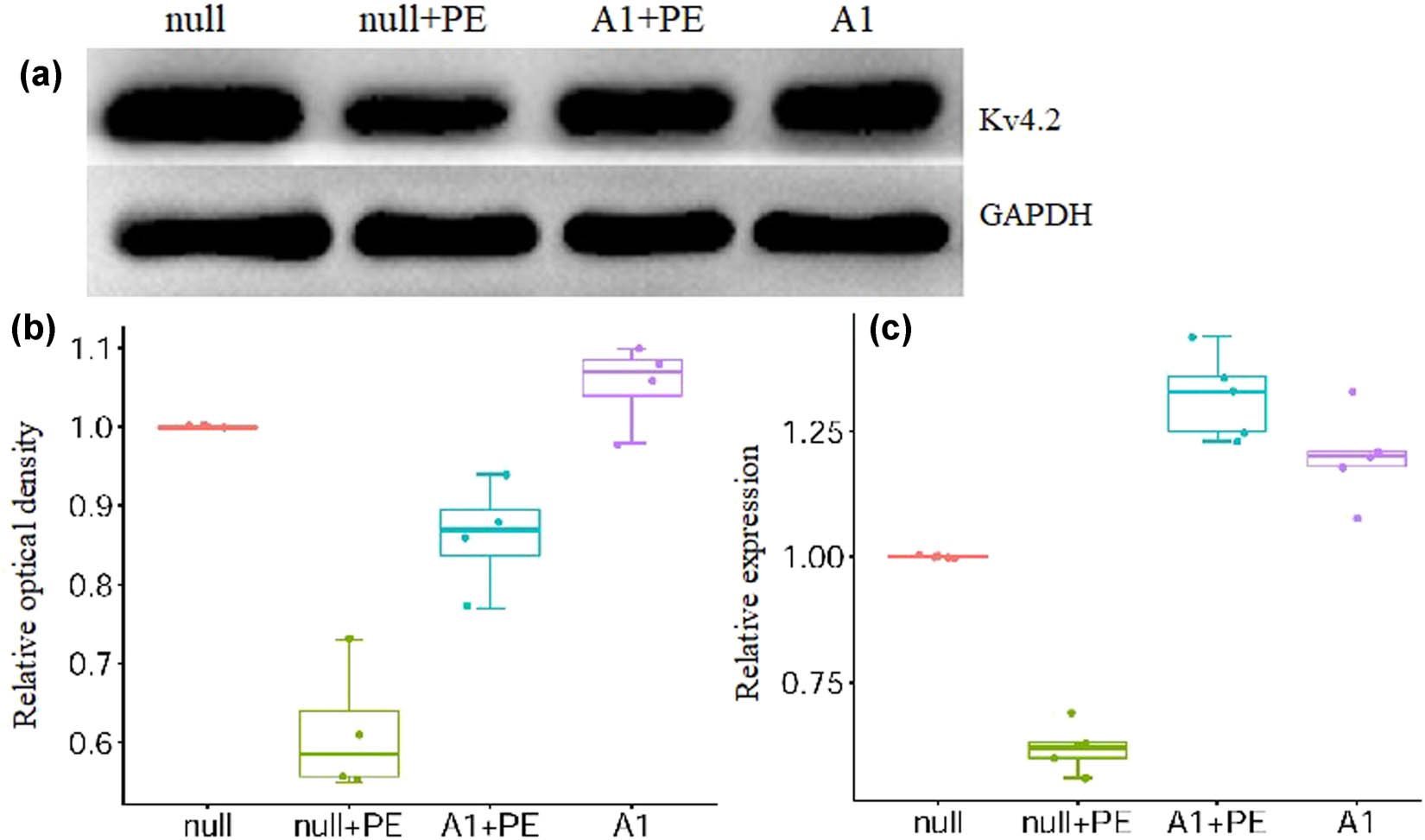 Figure 4 
                  PE intervention inhibited the protein and mRNA expression of Kv4.2 which was attenuated by pre-treatment with Ad-CnAβshRNA1. (a) The representative picture of Kv4.2 protein detected by western blotting. (b and c) The semiquantitative analysis results of Kv4.2 protein (n = 4) and mRNA (n = 5) in groups, respectively. *P < 0.05, **P < 0.01. PE: Phenylephrine. A1: Ad-CnAβshRNA.
               