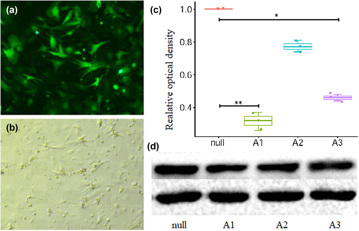 Figure A2 
                  The results of Ad-CnAβshRNA sequence screening. A1 caused the most obvious decrease in the A subunit β subtype of calcineurin (CnAβ) protein expression after its infection of ventricular myocytes for 48 h. (a) Cells appearing green were identified as cells infected by recombinant adenovirus. (b) The photo taken in bright background at the same view of (a). (c) The semiquantitative analysis results of CnAβ protein. *P < 0.05, **P < 0.01; n = 3. (d) The representative picture of CnAβ protein detected by western blotting. A1: Ad-CnAβshRNA1. A2: Ad-CnAβshRNA2. A3: Ad-CnAβshRNA3.
               