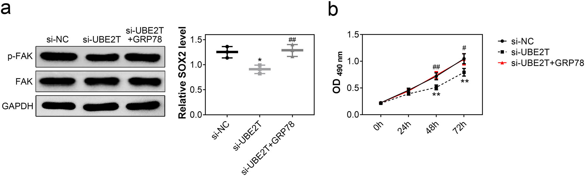 Figure A1 
                  Overexpression of GRP78 attenuated UBE2T silence-induced decrease of p-FAK. (a) Decrease of cell viability in HeLa induced by silence of UBE2T was also restored by overexpression of GRP78 (b). *, ** vs siNC, p < 0.05, p < 0.01. #, ## vs si-UBE2T, p < 0.05, p < 0.01.
               