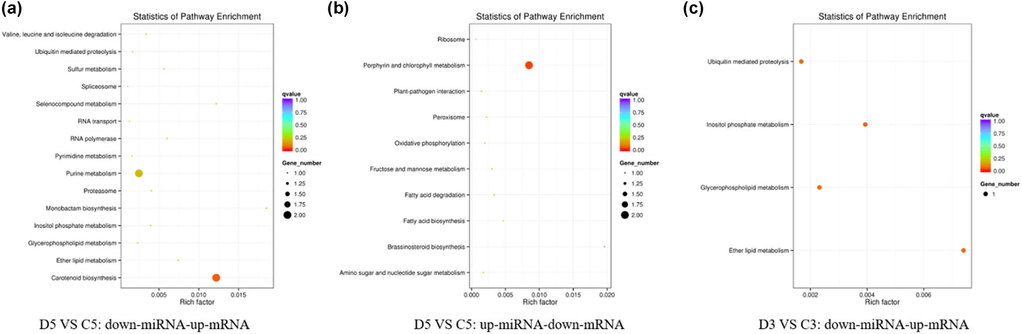 Figure 5 
                  KEGG enrichment analysis of differentially expressed target genes. (a), (b) and (c) respectively represented the comparison group D5 vs C5：down-miRNA-up-mRNA，D5 vs C5：down-mRNA-up-miRNA and D3 vs C3：down-miRNA-up-mRNA.
               