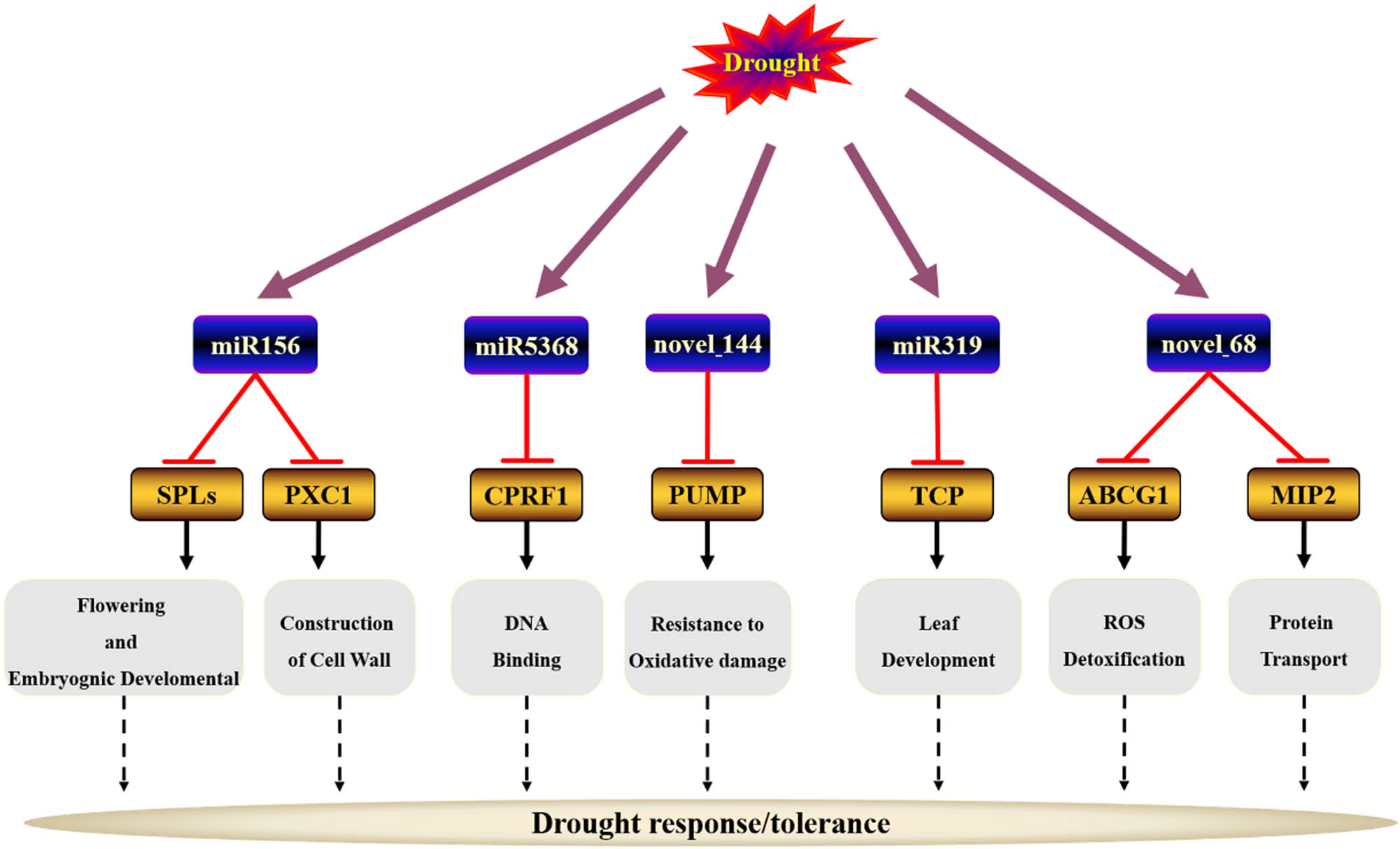 Figure 6 
                  The proposed miRNA-based model for regulating plant drought response in common vetch.
               
