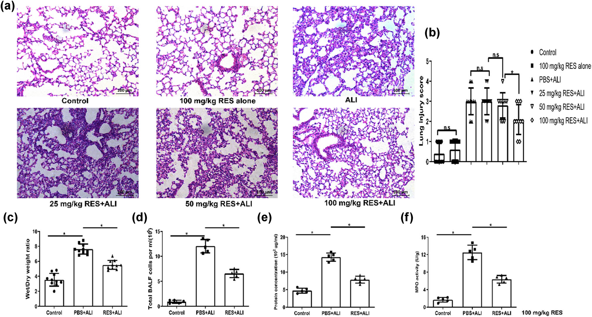 Figure 2 
                  The alleviation of LPS-induced ALI by oral pretreatment with RES. RES was administrated orally daily for seven days prior to LPS administration for ALI model. Lung was harvested 24 h after LPS intratracheal administration. (a) The representative pulmonary HE section is shown for each group (magnification:200×); (b) pulmonary histopathological scores are determined in six groups at 24 h; (c) the wet lung-to-dry weight ratio (W/D ratio) in three groups at 24 h; (d and e) total cells and proteins in BALF were analyzed in three groups at 24 h; (f) lung MPO activity is calculated in three groups at 24 h. Data are from one representative experiment of three performed and presented as the mean value ± SEM, 1-way ANOVA was used for pulmonary histopathological scores and W/D ratio, n = 10; for cells and proteins in BALF and MPO activity, n = 5, *P < 0.05.
               