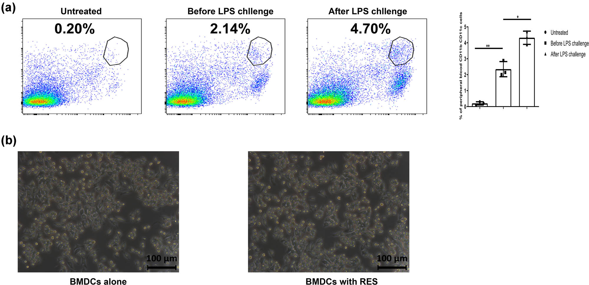 Figure A2 
                  BMDCs in peripheral blood before and after LPS challenge and the morphology between untreated BMDCs and RES-treated BMDCs. (a) The representative flow cytometry profile of cDCs (CD11b+ CD11c+) in the peripheral blood. (b) Morphology of in vitro cultured BMDCs were shown.
               