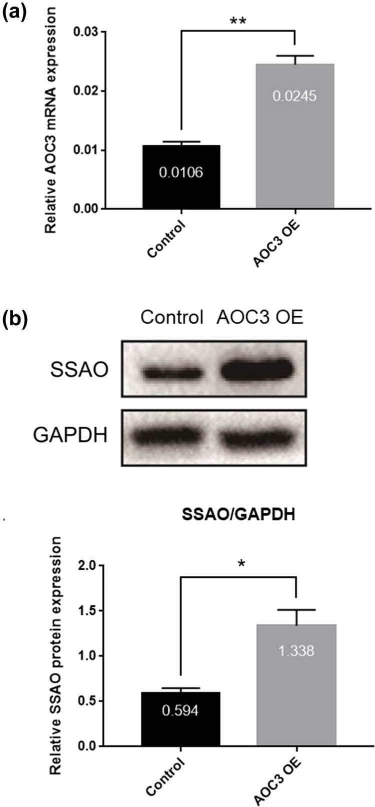 Figure 1 
                  Detection of AOC3 overexpression in RIMECs by adenovirus. (a) AOC3 mRNA expression in RIMECs as determined by qRT-PCR. GAPDH was used as an internal control. (b) SSAO protein expression in RIMECs was determined by Western-Blot. GAPDH was used as an internal control (*P < 0.05, **P < 0.01, and ***P < 0.001).
               