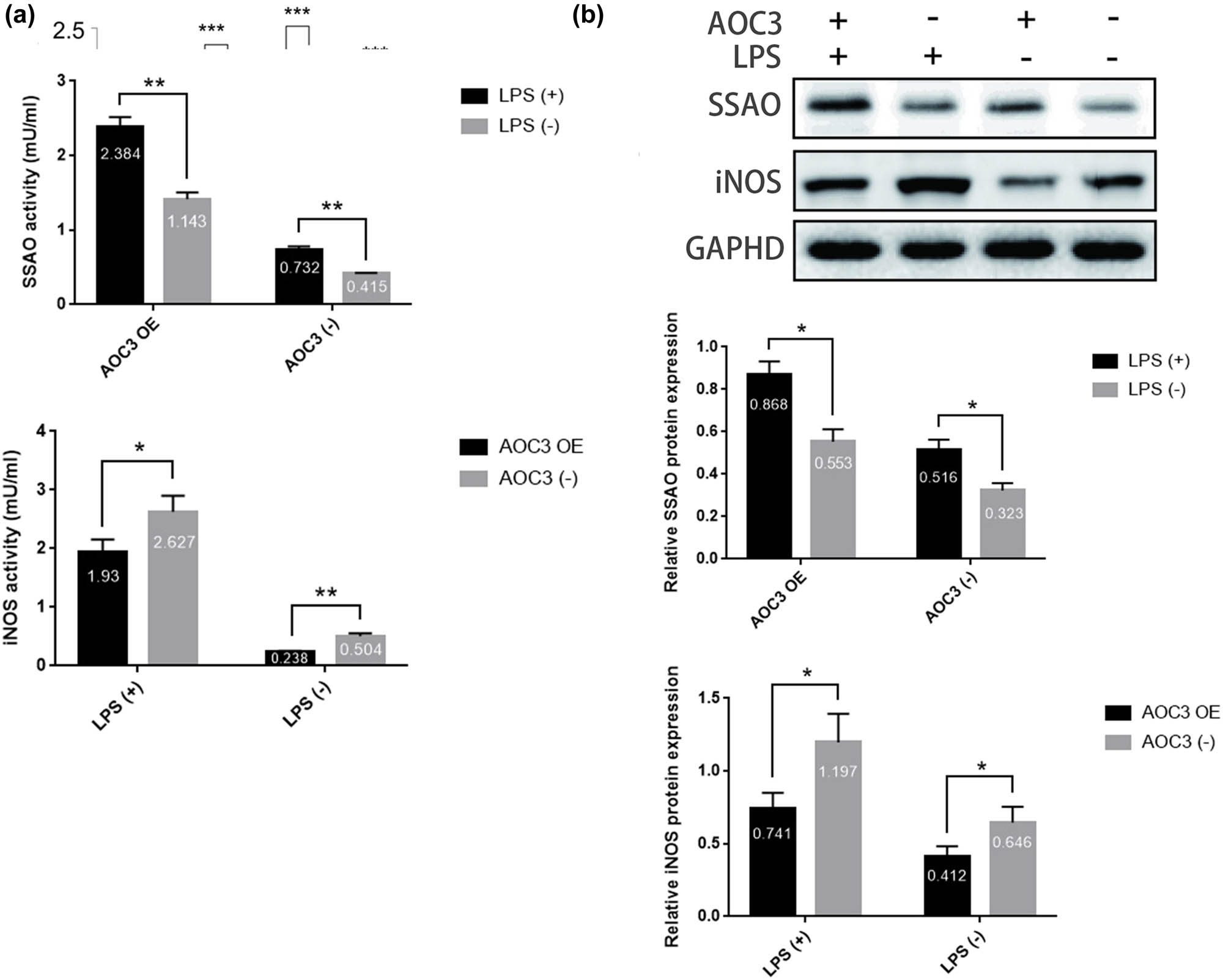 Figure 2 
                  SSAO can regulate LPS-induced iNOS expression in RIMECs. (a) SSAO and iNOS activity in RIMECs culture medium were determined using Fluoro SSAO™ Fluorescent SSAO Detection kit and PathScan® Total iNOS Sandwich ELISA Kit. (b) SSAO and iNOS protein expression in RIMECs, as determined by the western blotting. GAPDH was used as an internal control (*P < 0.05, **P < 0.01, and ***P < 0.001).
               