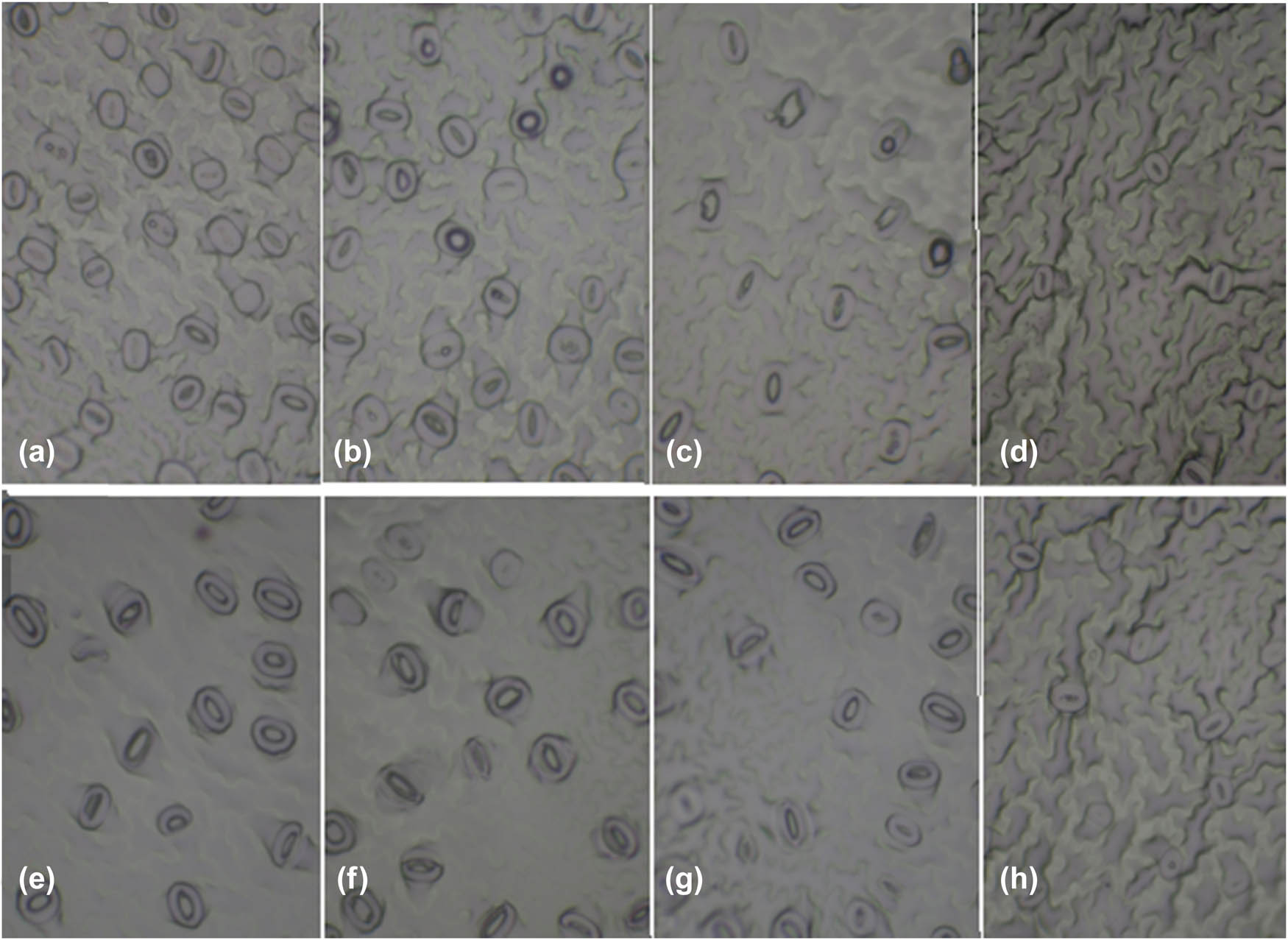 Figure 2 
                  The shape of stomatal and epidermal cells of pistachio rootstocks Qazvini and UCB1, (a) UCB1 no ventilation, (b) UCB1 HV, (c) UCB1 FV, (d) UCB1 greenhouse plant, (e) Qazvini no ventilation, (f) Qazvini HV, (g) Qazvini FV, and (h) Qazvini greenhouse plant.
               