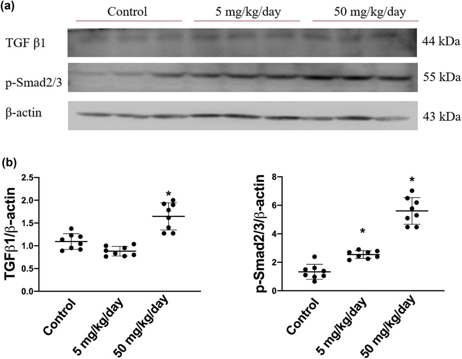 Figure 4 
                  TGF-β1 and phosphorylated Smad2/3 protein expression levels in arecoline-treated rats. (a) TGF-β1 and p-Smad2/3 protein expression levels were examined by Western blot analysis of left ventricular samples from control, low-dosage, and high-dosage arecoline-treated rats. (b) Data were quantified densitometrically and expressed as mean ± SEM. Protein expression was normalized to β-actin expression. *Significant difference (P < 0.05).
               
