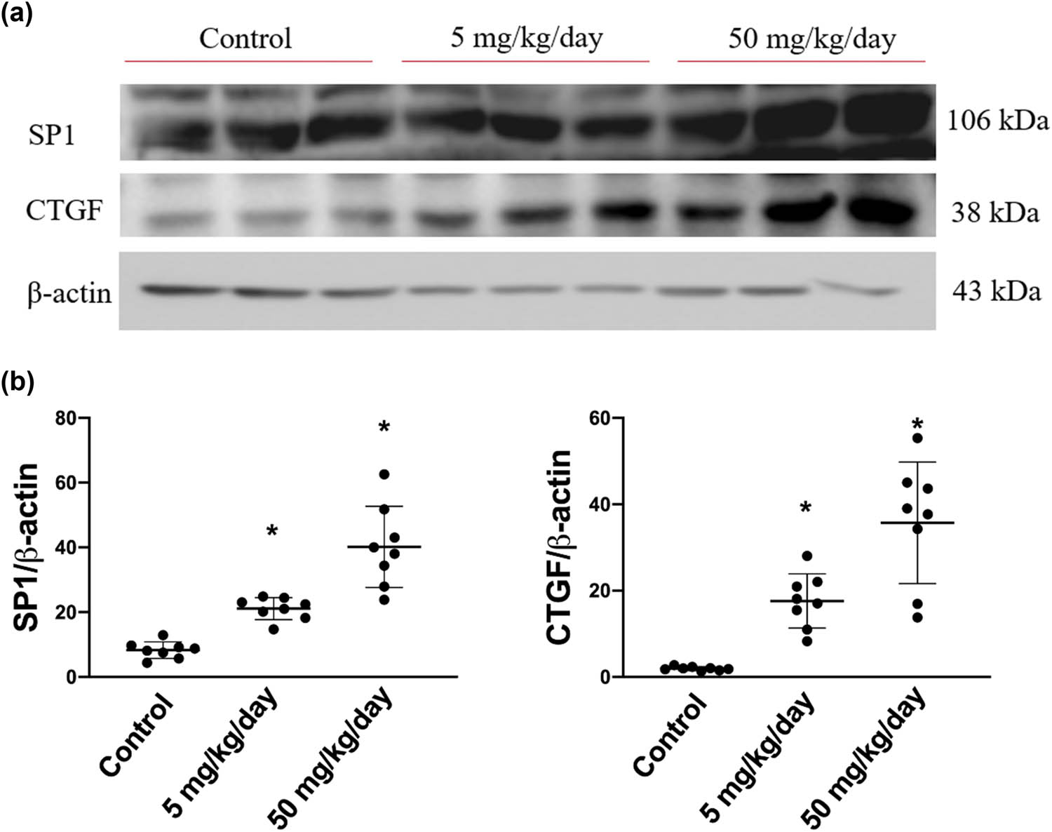 Figure 5 
                  SP1 and CTGF protein expression levels in arecoline-treated rats. (a) SP1 and CTGF protein expression levels were examined by Western blot analysis of left ventricular samples from control, low-dosage, and high-dosage arecoline-treated rats. (b) Data were quantified densitometrically and expressed as mean ± SEM. Protein expression was normalized to β-actin expression. *Significant difference (P < 0.05).
               