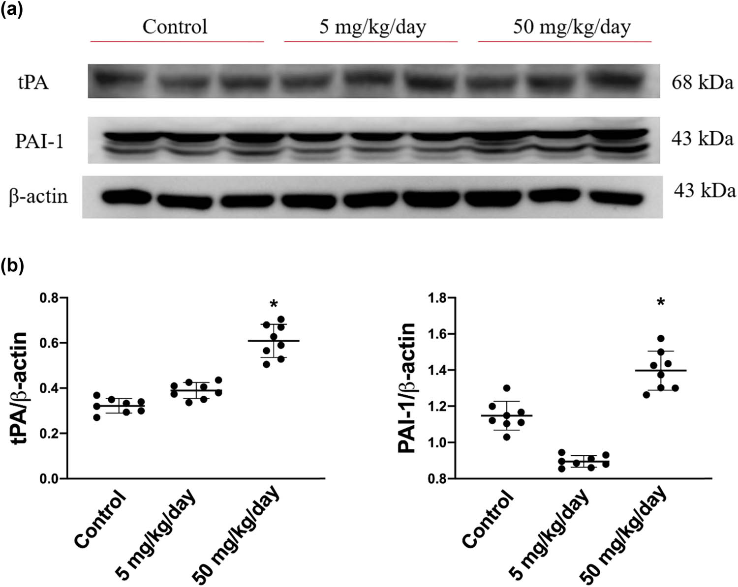 Figure 6 
                  tPA and its inhibitor, PAI protein expression levels in arecoline-treated rats. (a) PAI and tPA protein expression levels were examined by Western blot analysis of left ventricular samples from control, low-dosage, and high-dosage arecoline-treated rats. (b) Data were quantified densitometrically and expressed as mean ± SEM. Protein expression was normalized to β-actin expression. *Significant difference (P < 0.05).
               