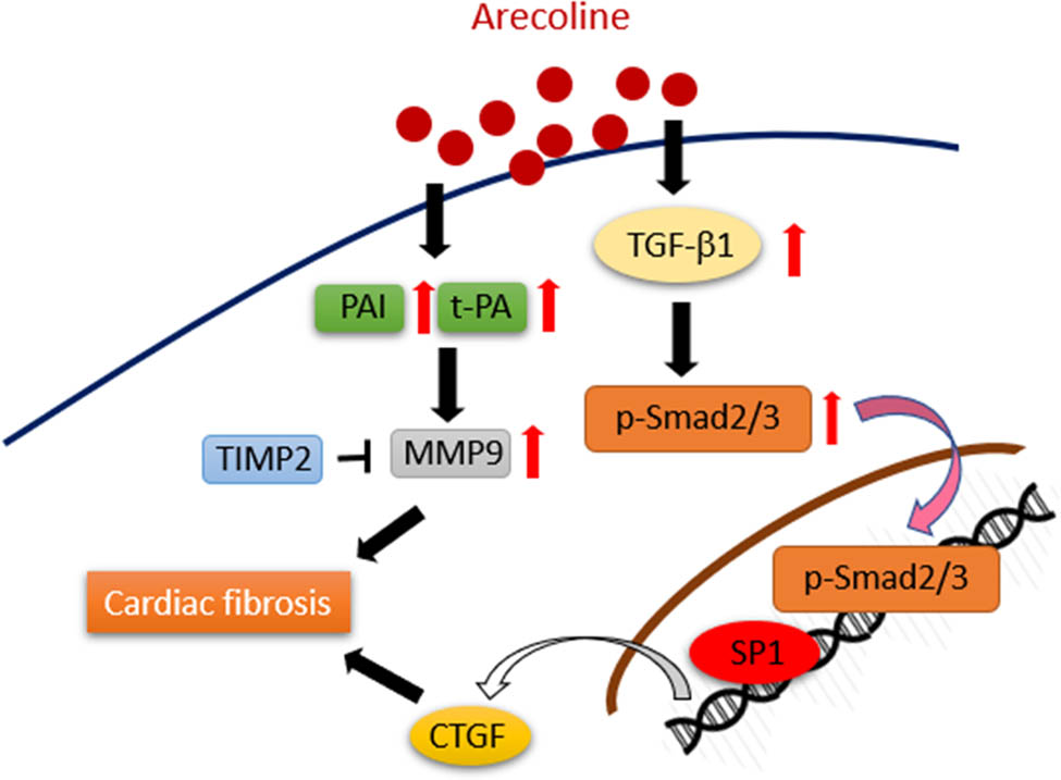 Figure 8 
               Schematic showing how arecoline induces cardiac fibrosis through upregulation of the TGF-β1/Smad2/3/CTGF as well as tPA/MMP9 signaling pathways.
            